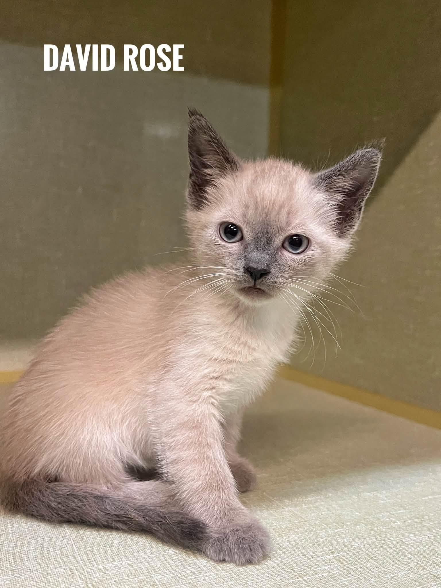 David Rose, adopted, Kitten Male Domestic Short Hair.