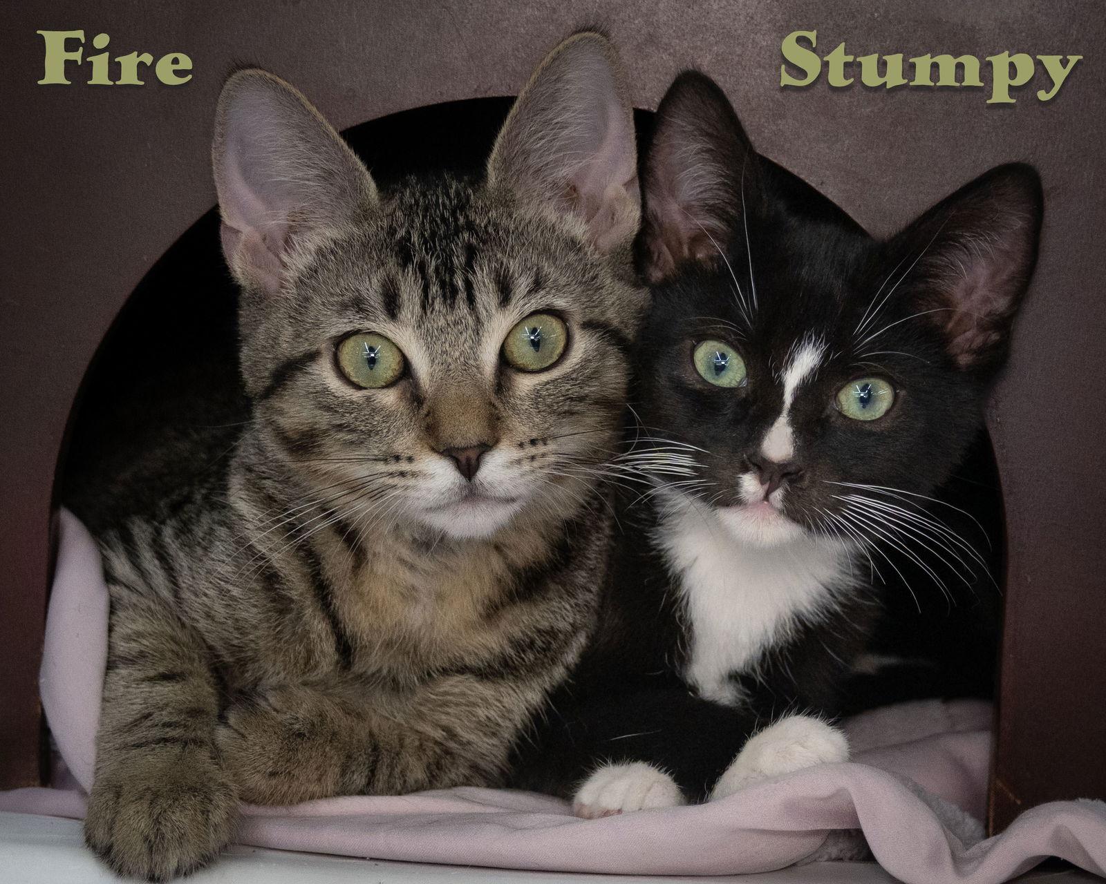 Enlarge Stumpy, a Adopted Domestic Short Hair in Wilmington, NC image 1/1