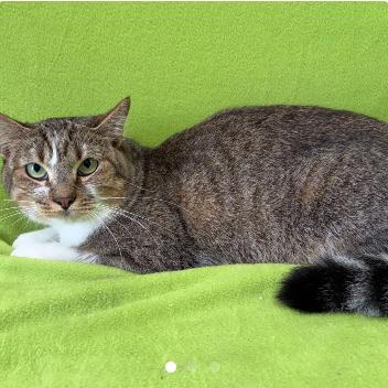 Sun, Adoptable, Adult Female Domestic Short Hair.
