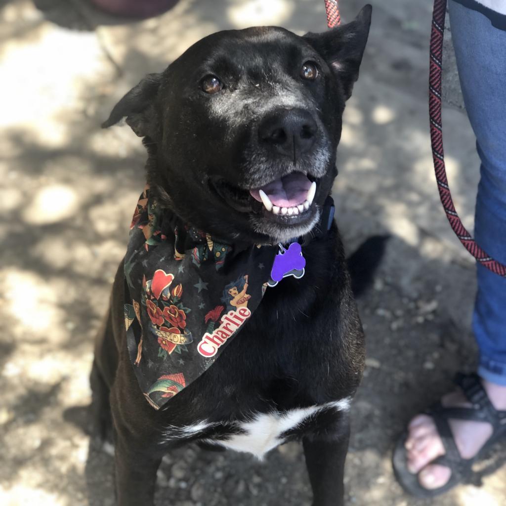 Gus, Adoptable, Senior Male Black Labrador Retriever & Shepherd.