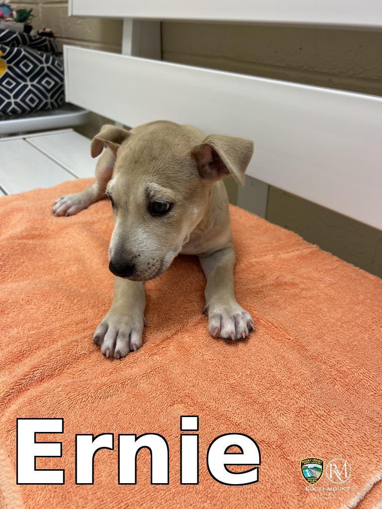 Ernie, Adoptable, Puppy Male Pit Bull Terrier.