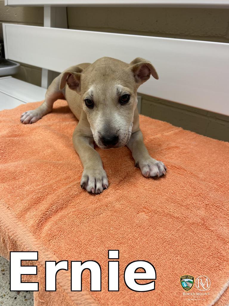 Ernie, a Adoptable Pit Bull Terrier in Rocky Mount, NC image 2/2