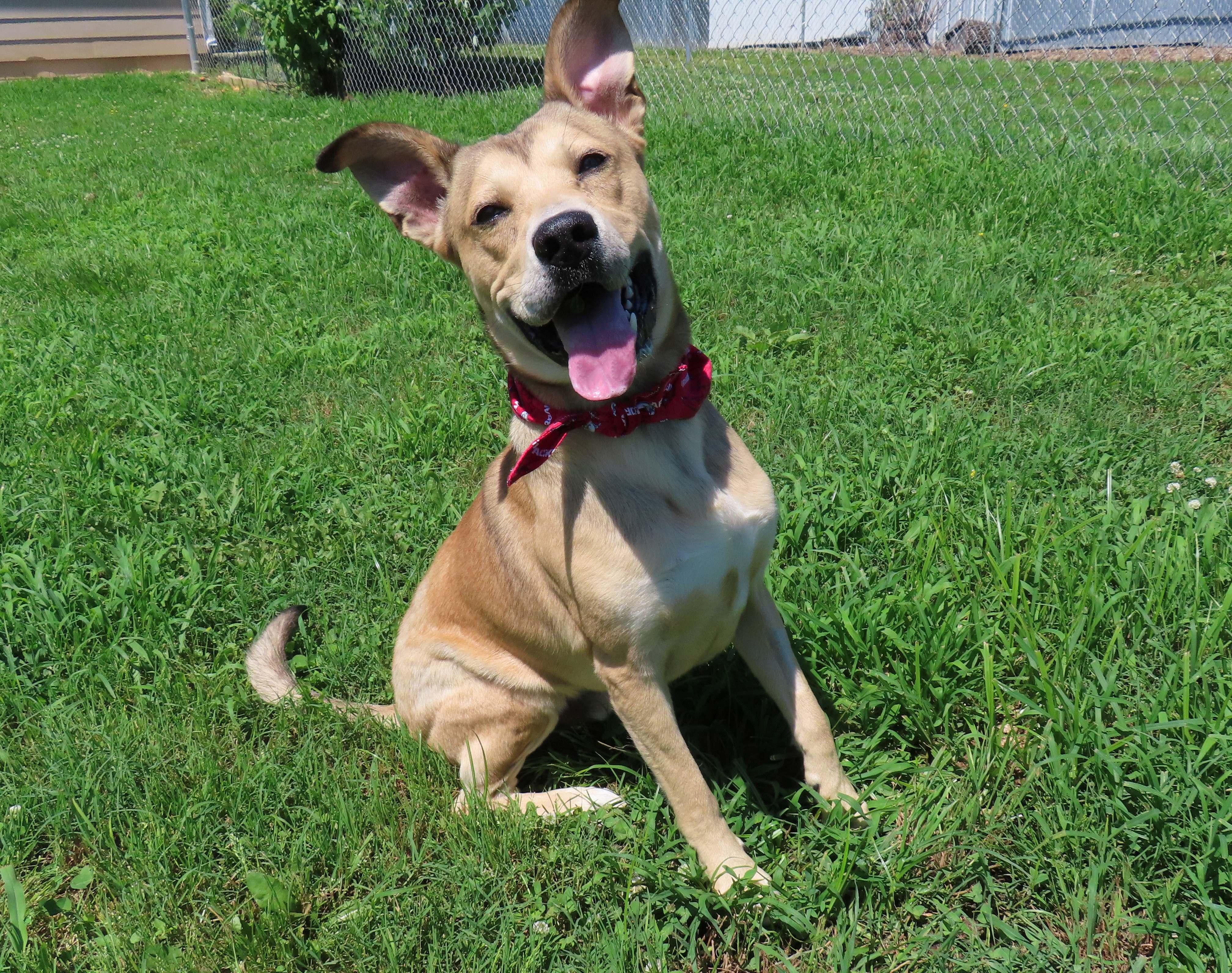 Enlarge Kelso 26C-121, a ADOPTABLE mixed breed in Rogers, AR image 5/5