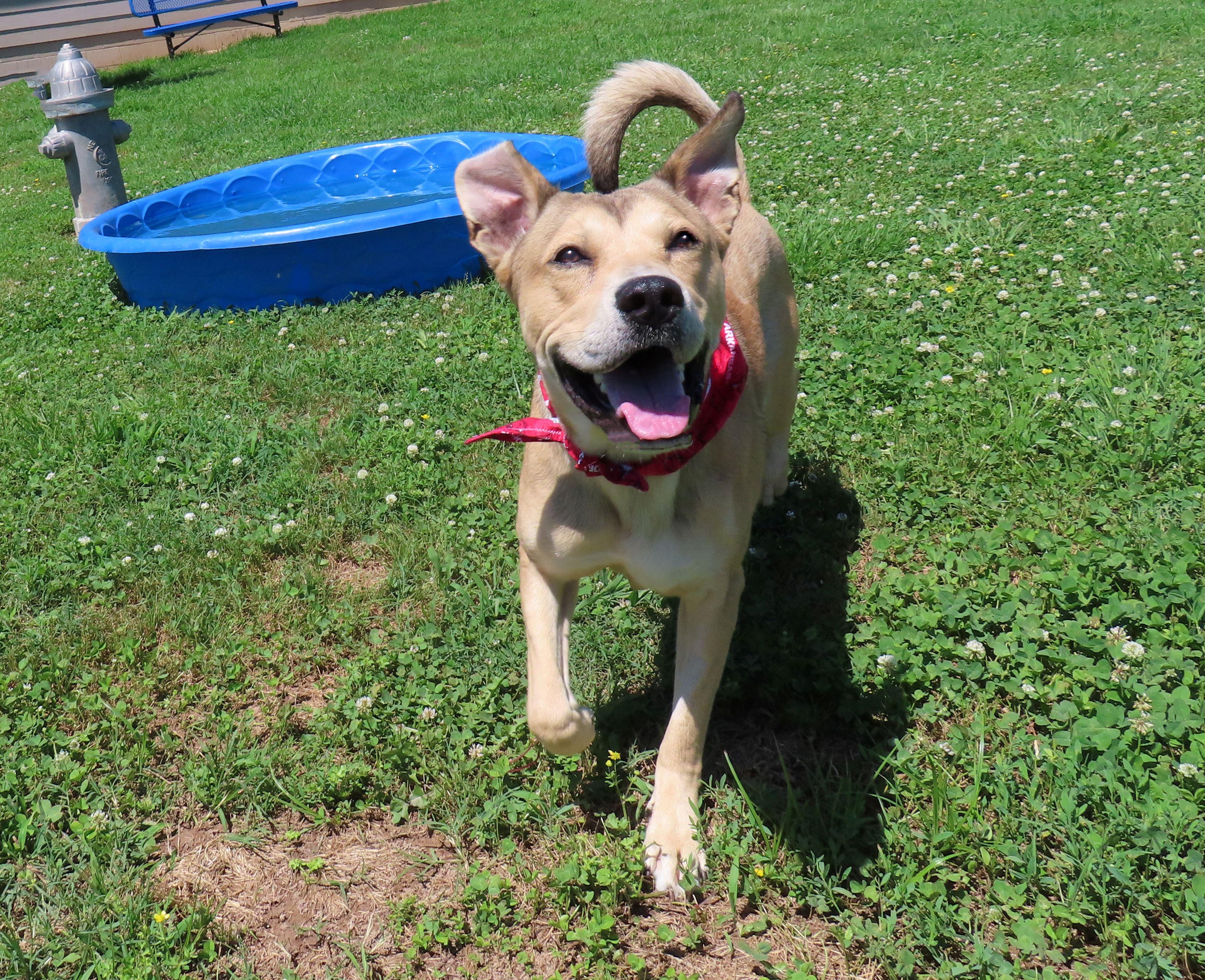 Enlarge Kelso 26C-121, a ADOPTABLE mixed breed in Rogers, AR image 4/5