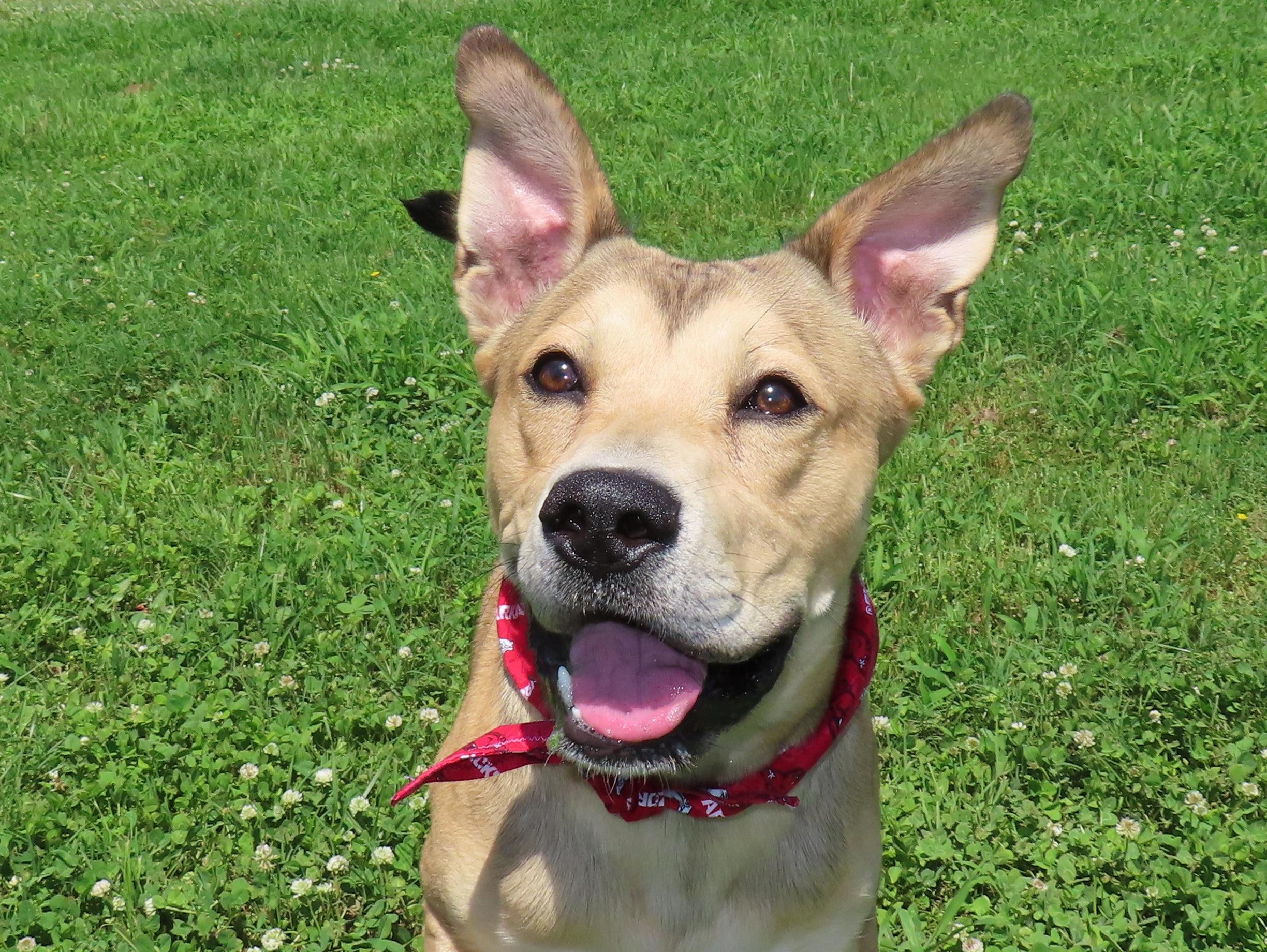 Enlarge Kelso 26C-121, a ADOPTABLE mixed breed in Rogers, AR image 1/5
