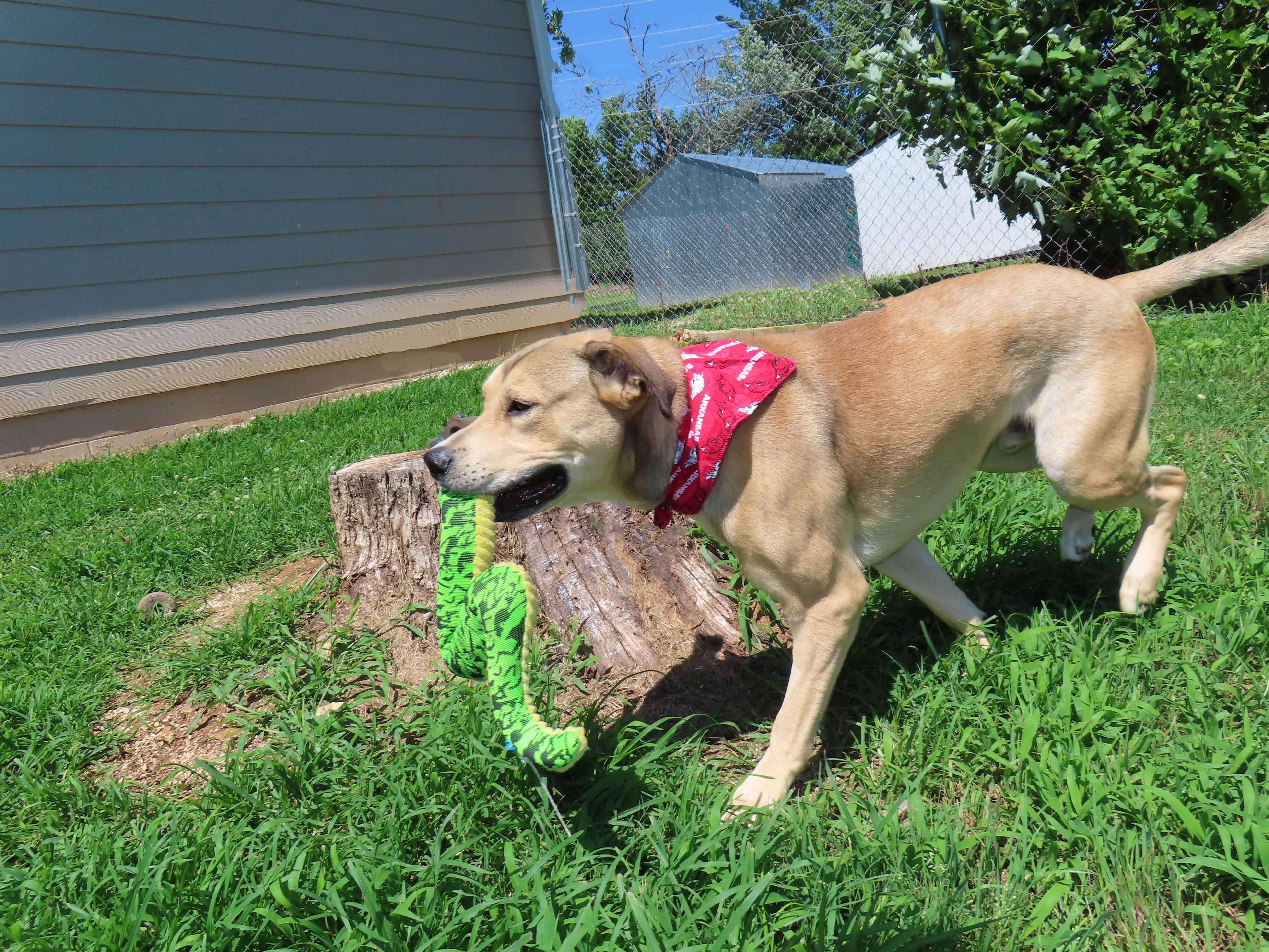 Enlarge Kelso 26C-121, a ADOPTABLE mixed breed in Rogers, AR image 3/5