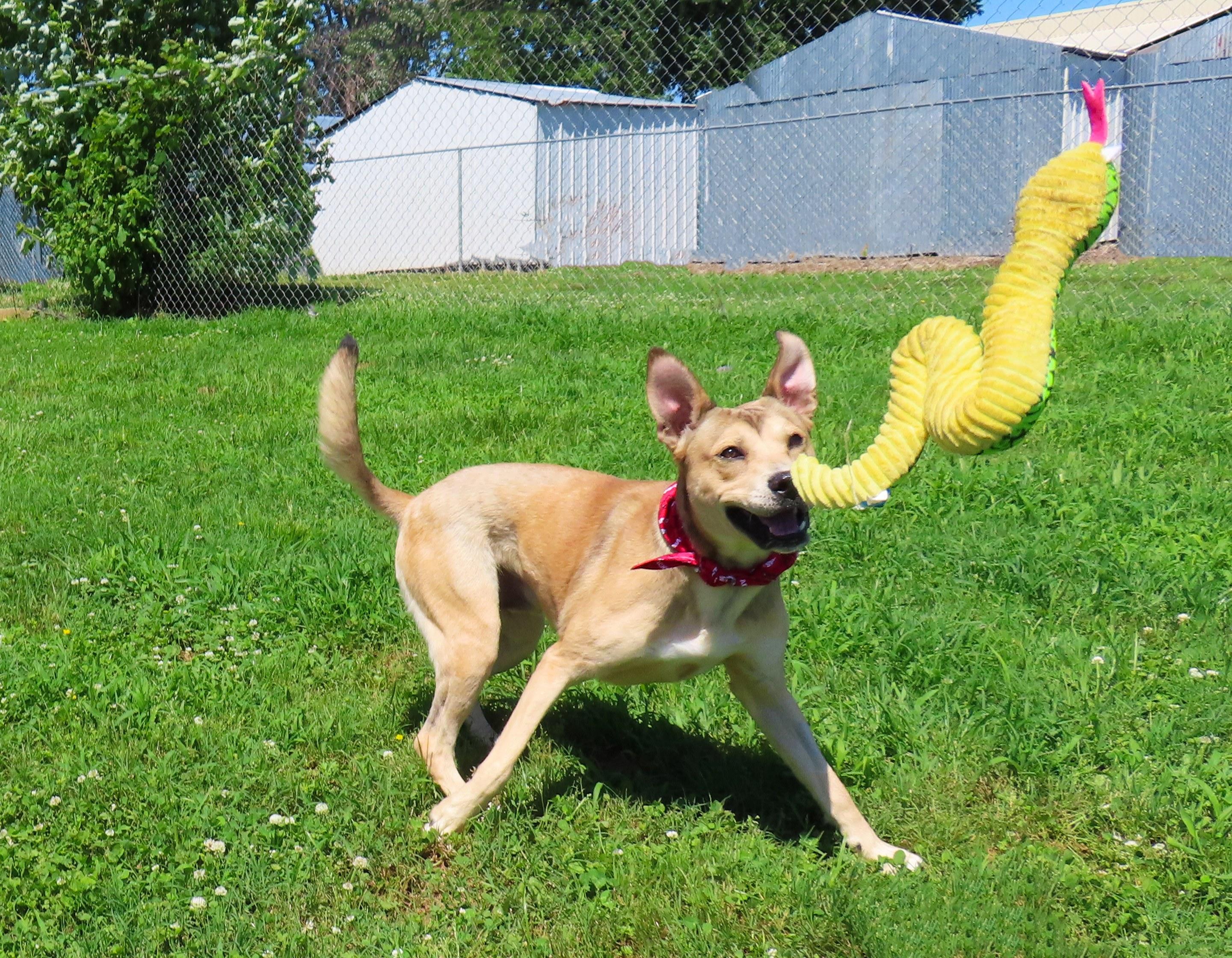 Enlarge Kelso 26C-121, a ADOPTABLE mixed breed in Rogers, AR image 2/5