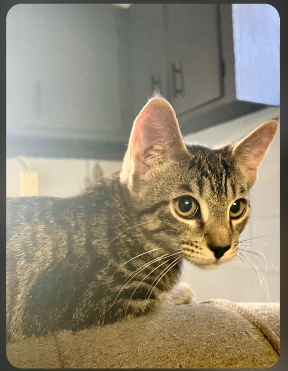 Enlarge Truffle, a Adoptable Domestic Short Hair in Irwin, PA image 2/2