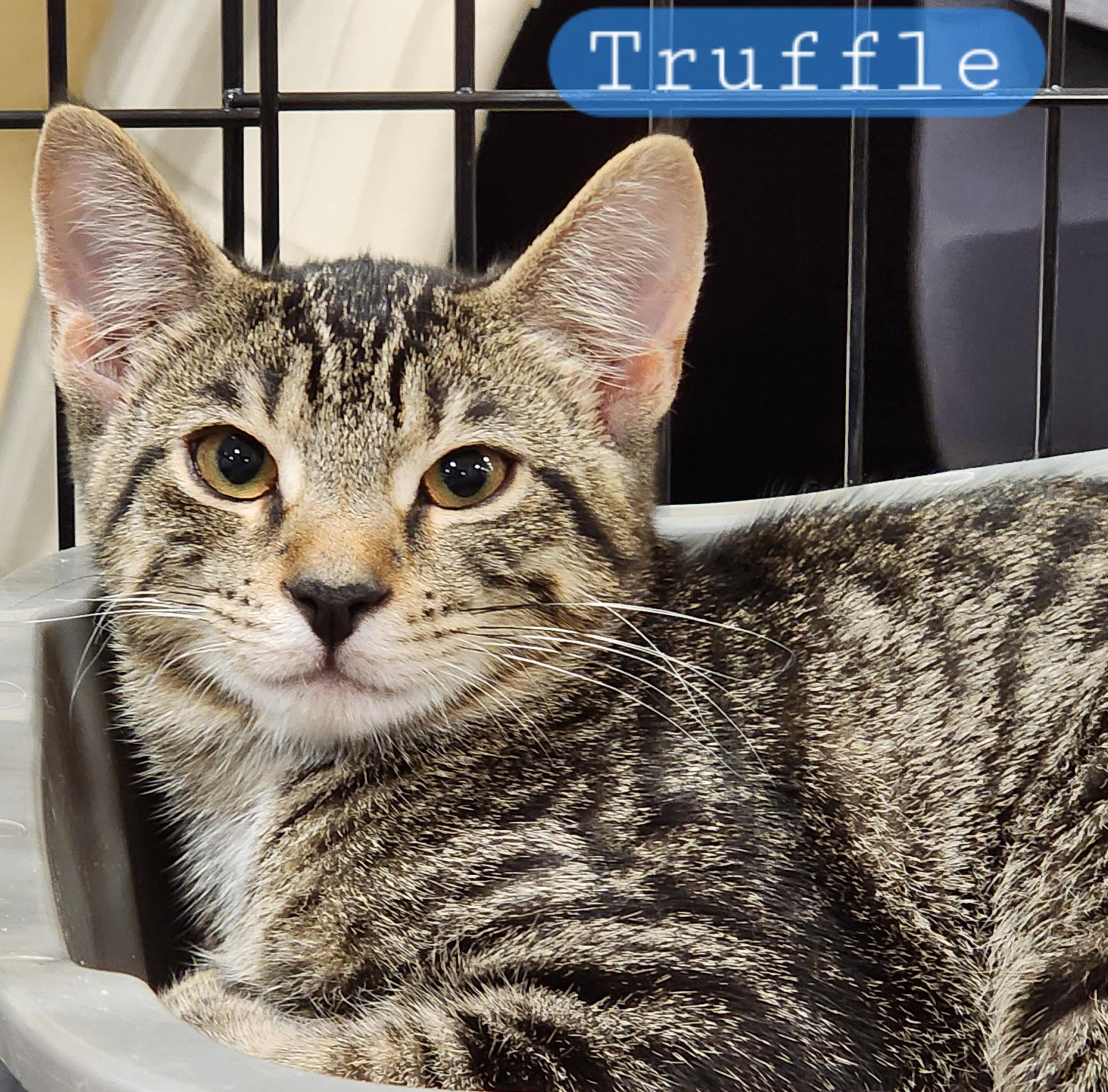 Enlarge Truffle, a Adoptable Domestic Short Hair in Irwin, PA image 1/2