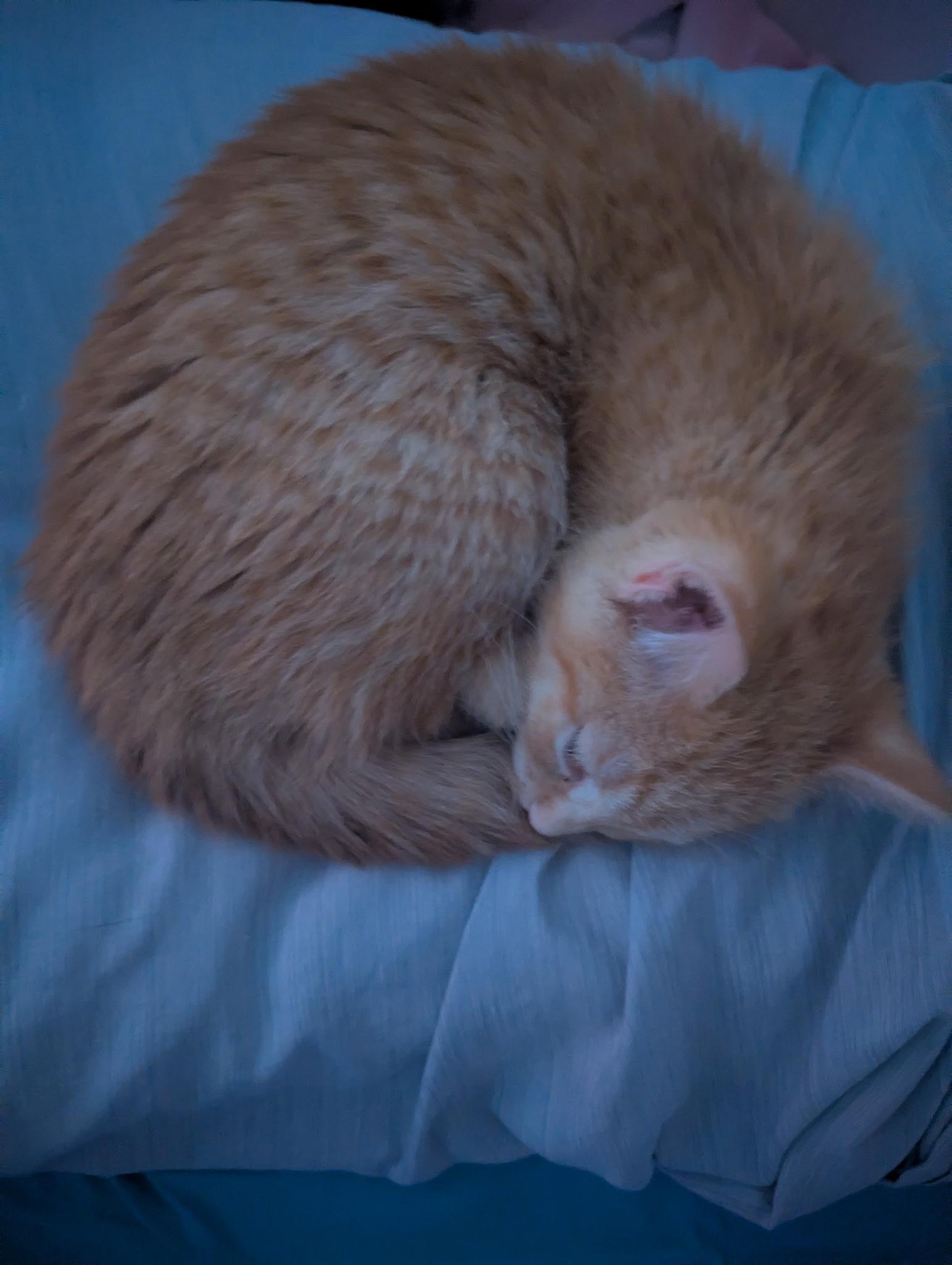 Enlarge Egg Yolk , an adopted mixed breed in Omaha, NE image 6/6