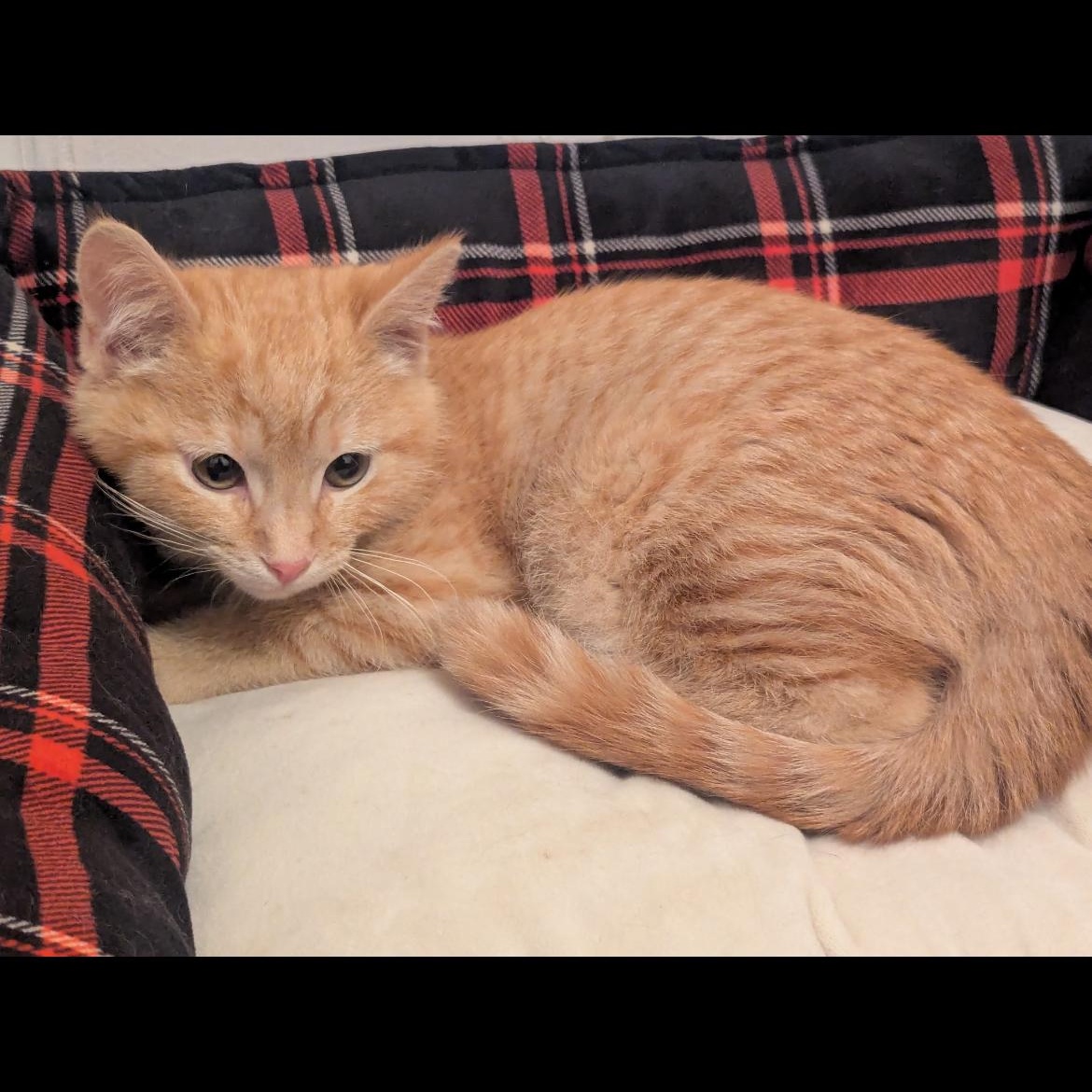 Enlarge Egg Yolk , an adopted mixed breed in Omaha, NE image 2/6