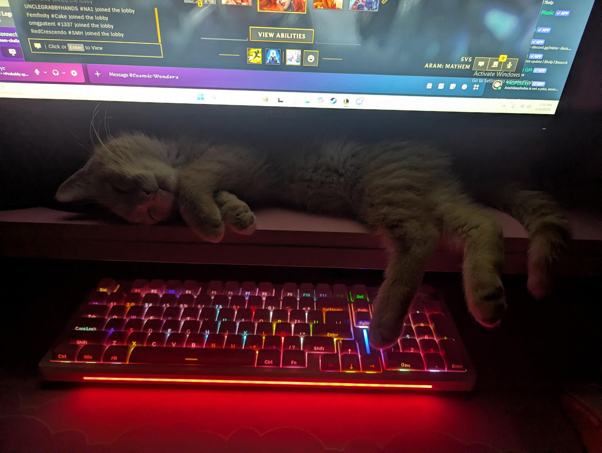 Enlarge Egg Yolk , an adopted mixed breed in Omaha, NE image 3/6