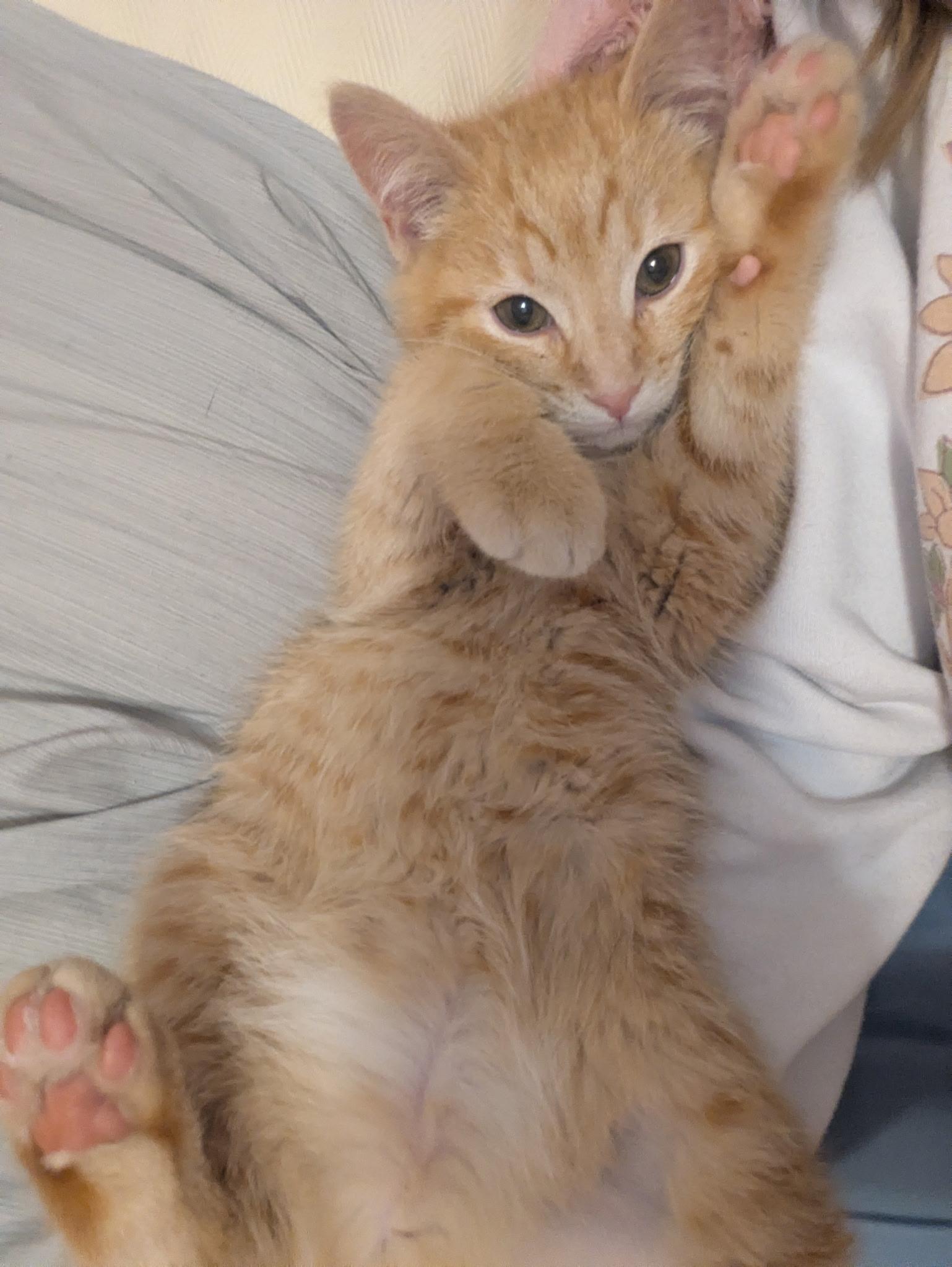 Egg Yolk , adopted, Kitten Male Domestic Short Hair & Tabby.