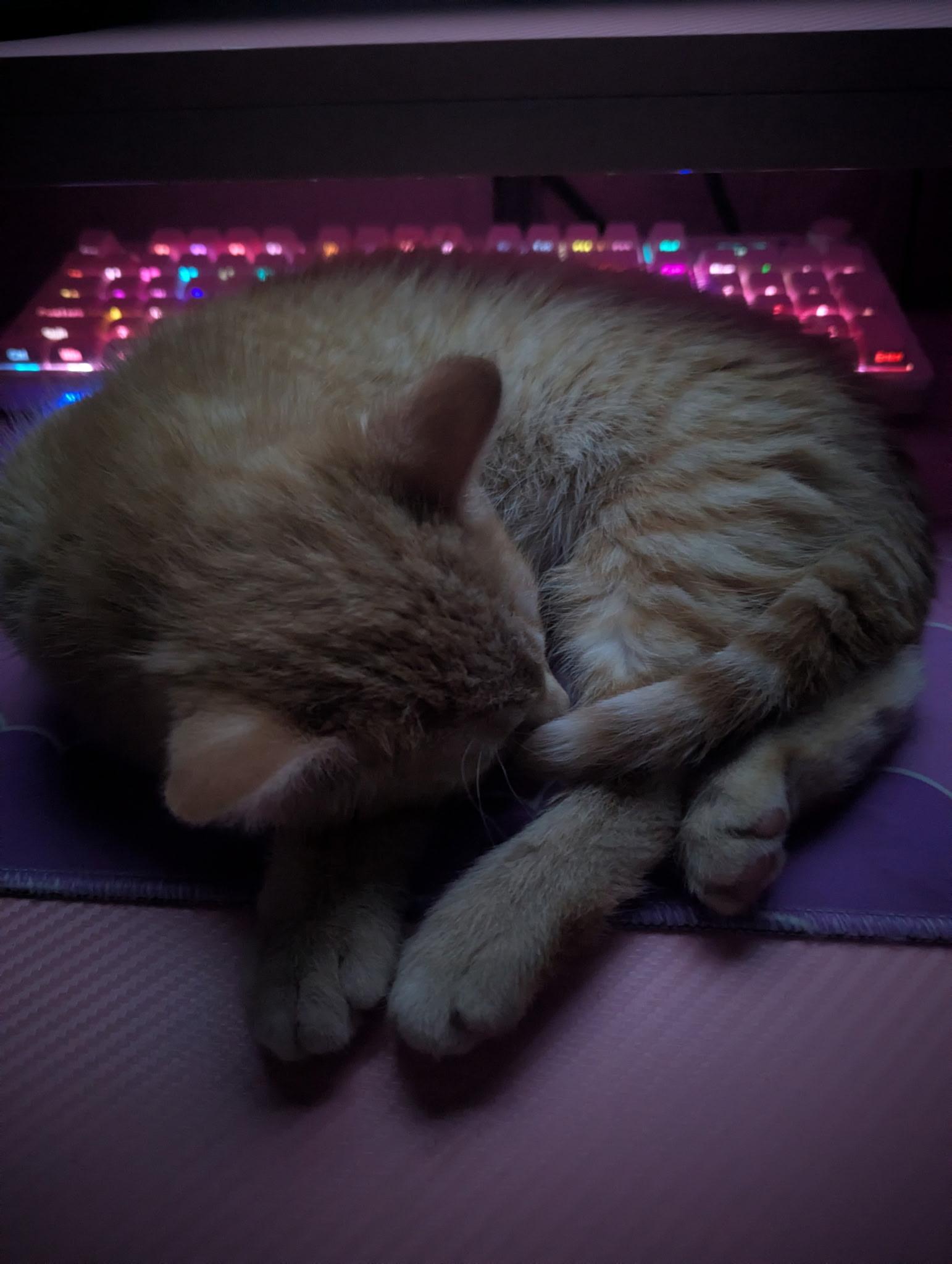 Enlarge Egg Yolk , an adopted mixed breed in Omaha, NE image 5/6