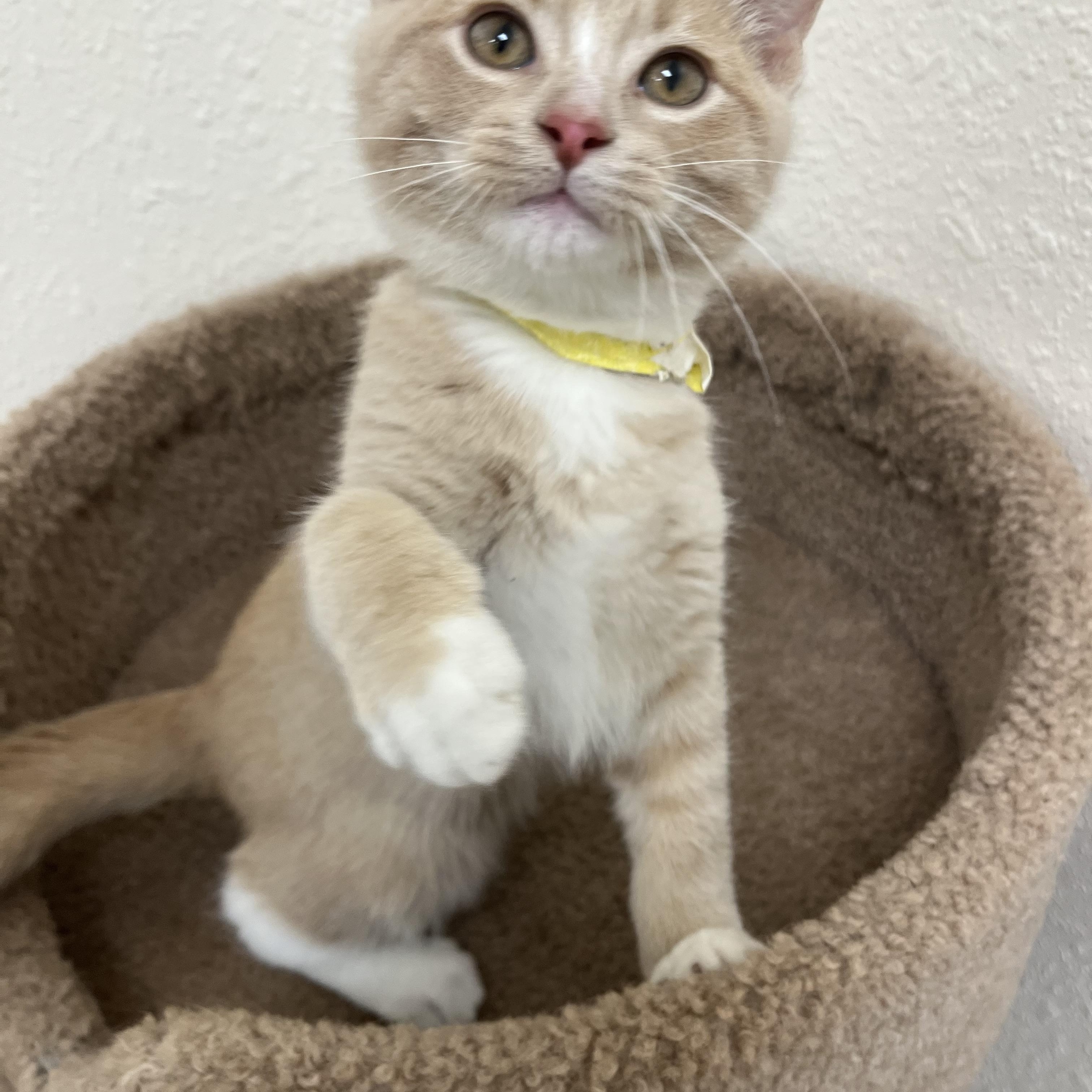 Enlarge Ritz, a Adoptable Domestic Short Hair in Red Wing, MN image 2/5