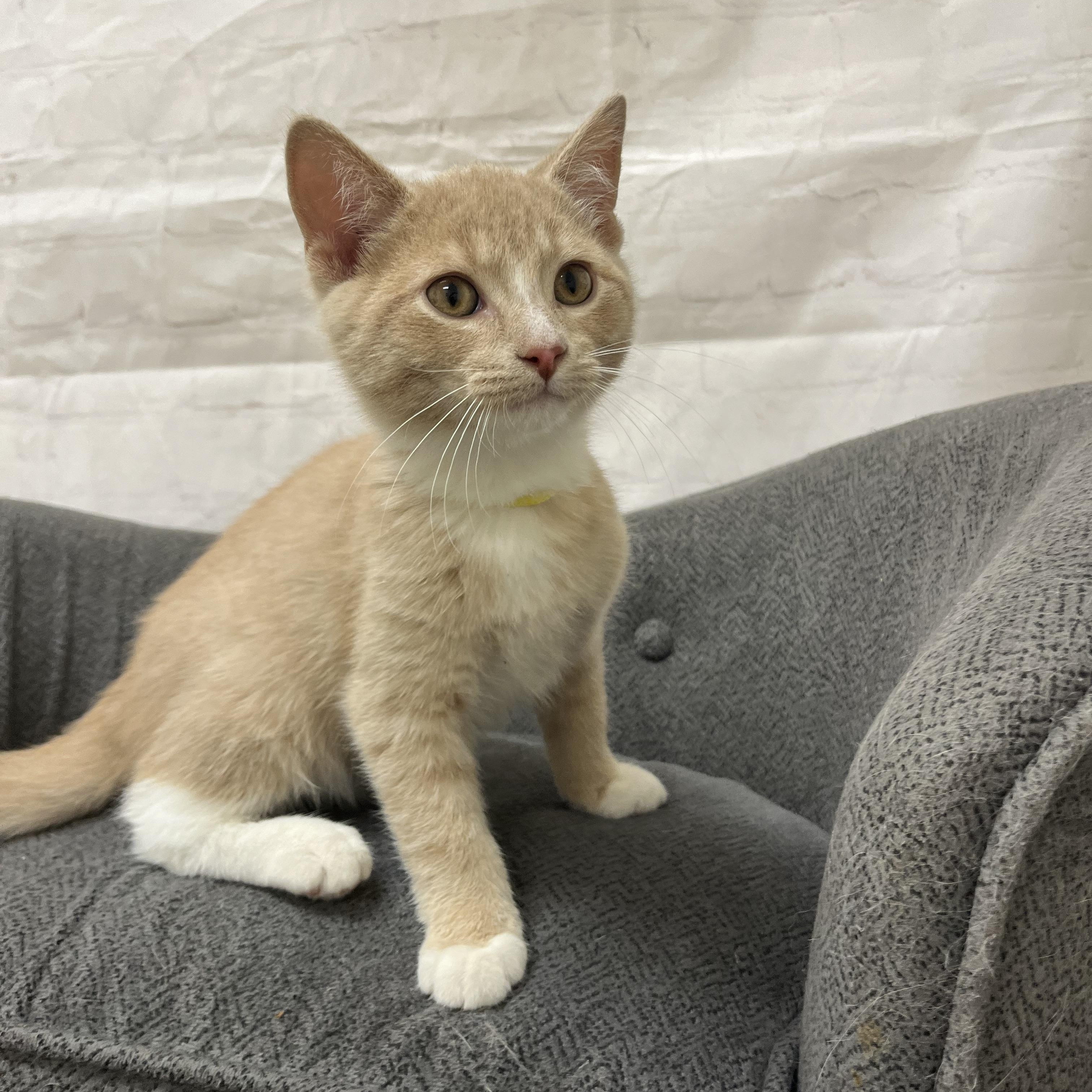 Enlarge Ritz, a Adoptable Domestic Short Hair in Red Wing, MN image 4/5