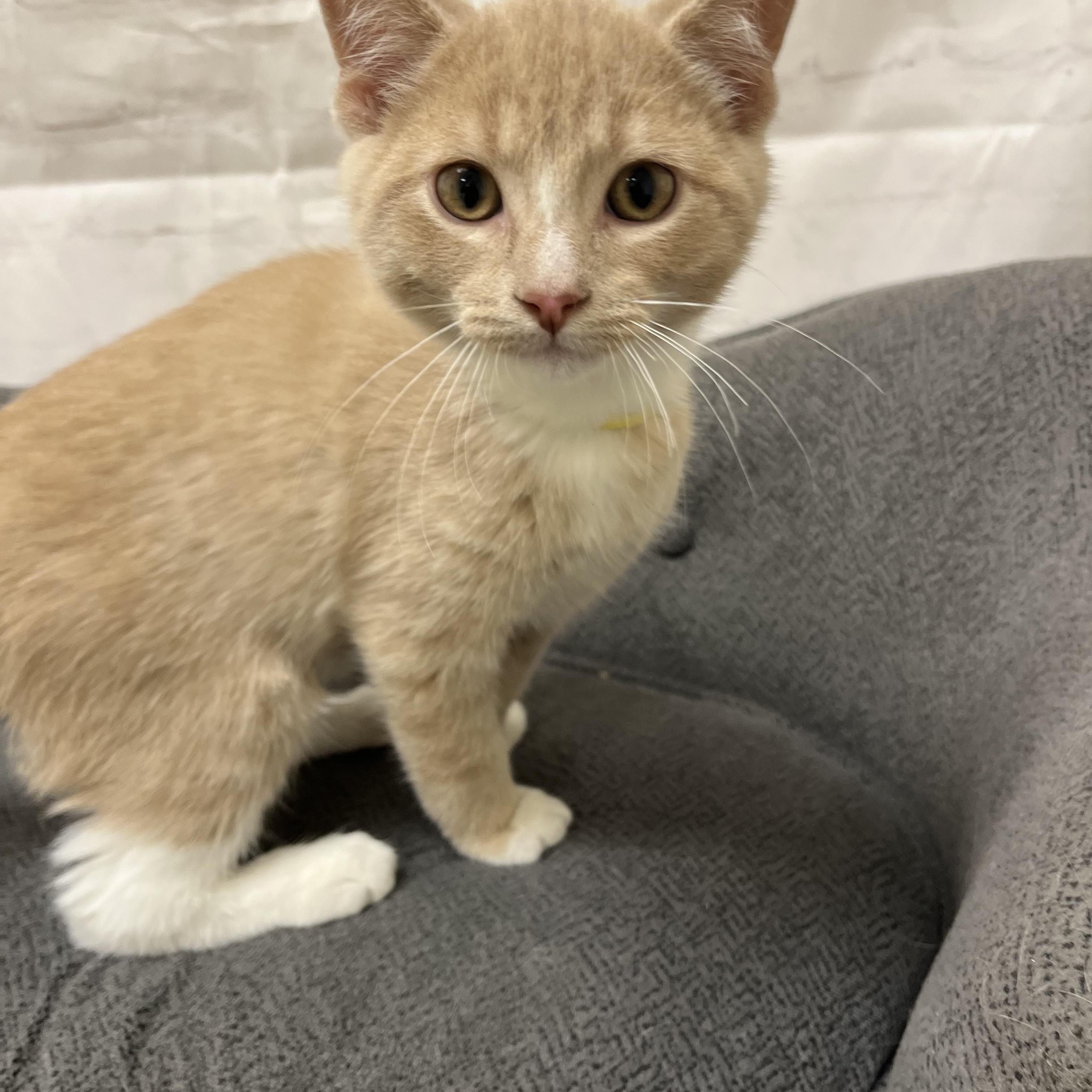 Enlarge Ritz, a Adoptable Domestic Short Hair in Red Wing, MN image 5/5
