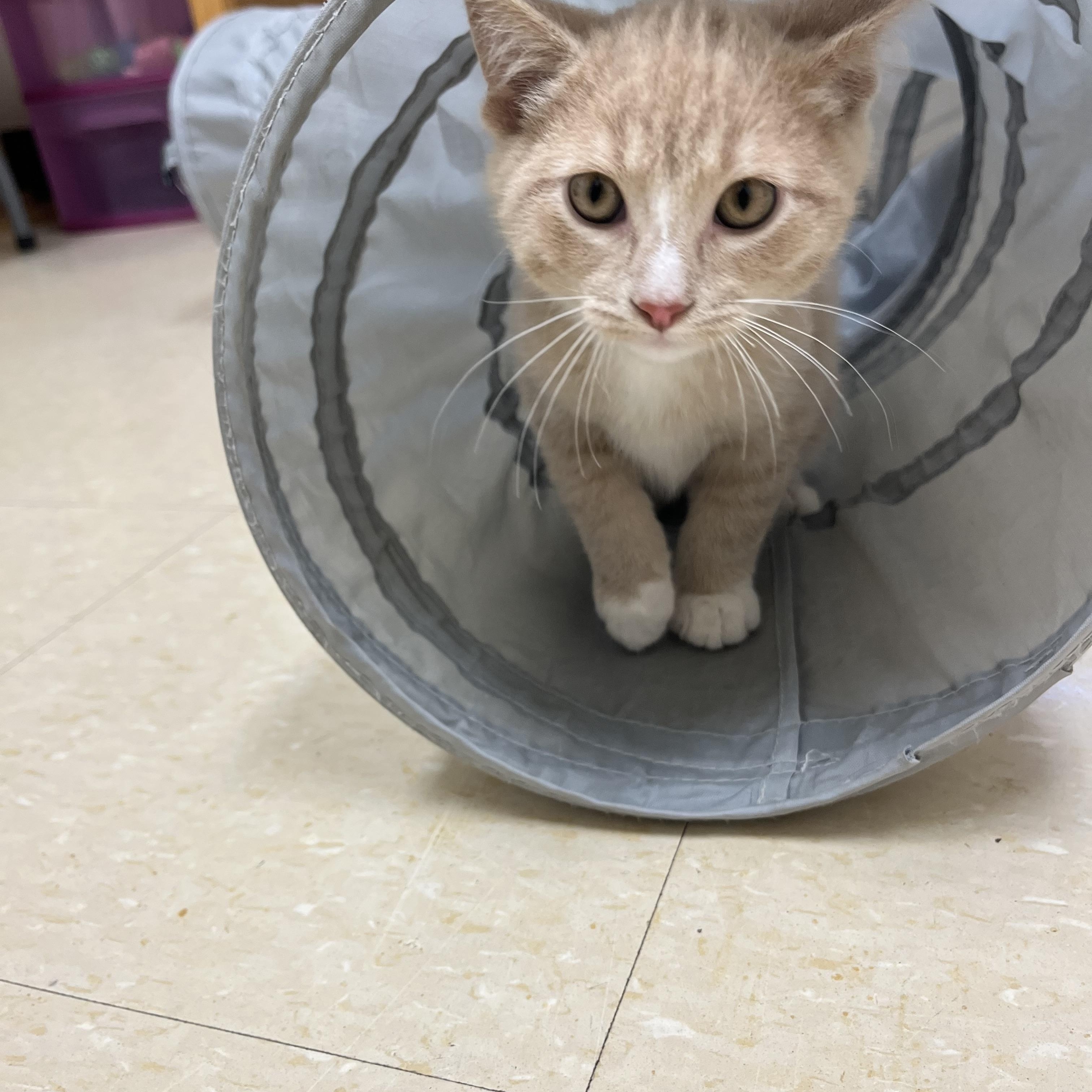 Enlarge Ritz, a Adoptable Domestic Short Hair in Red Wing, MN image 3/5
