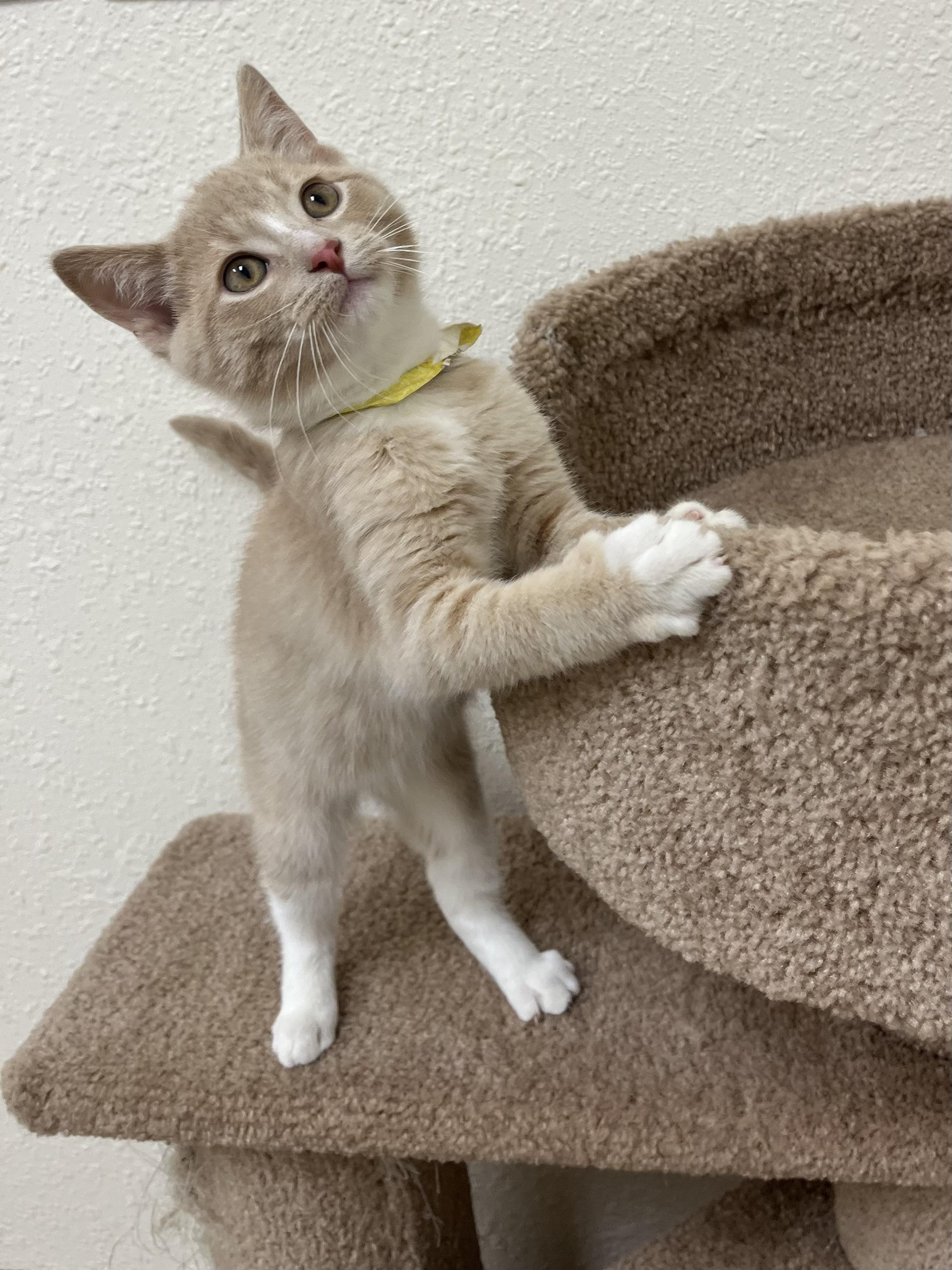 Ritz, Adoptable, Kitten Male Domestic Short Hair.