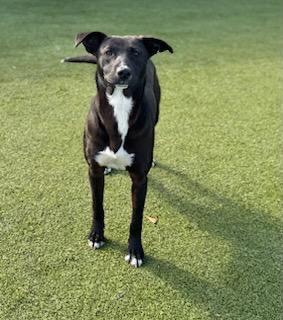 Enlarge Abby, a Adoptable mixed breed in Batesville, AR image 1/1