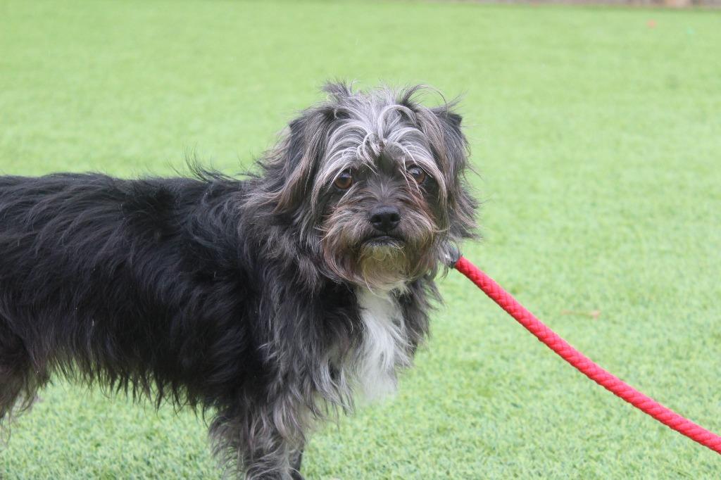 Enlarge Promise, an adopted mixed breed in Chestertown, MD image 3/3