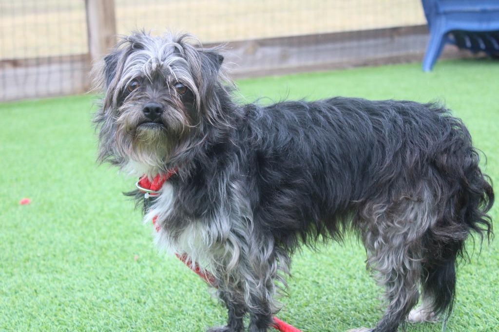 Enlarge Promise, an adopted mixed breed in Chestertown, MD image 2/3