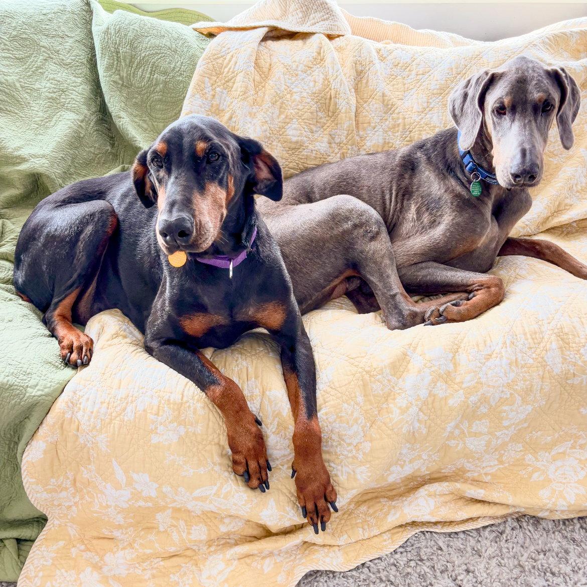 Cleo 3587, Adoptable, Senior Female Doberman Pinscher.