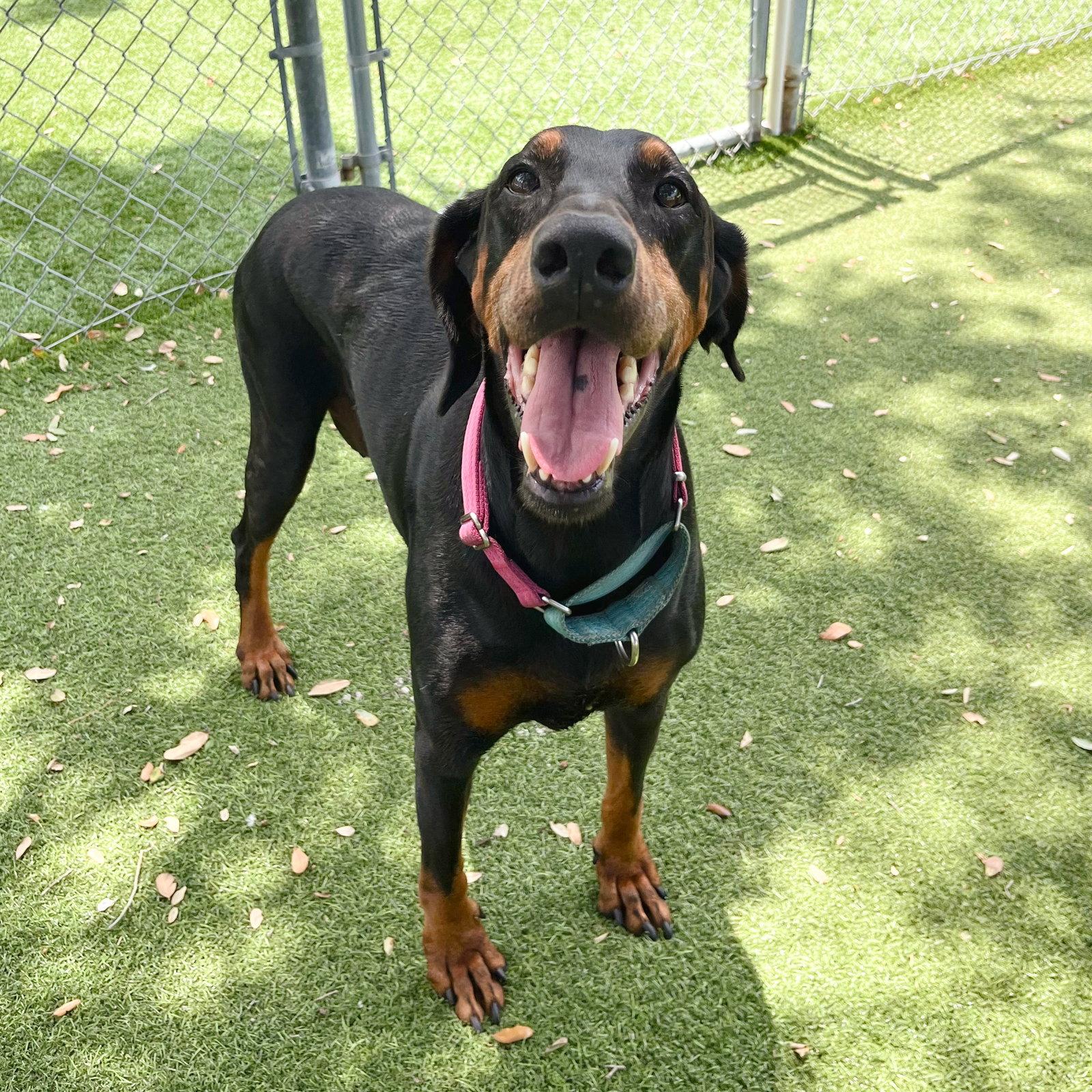 Cleo 3587, Adoptable, Young Female Doberman Pinscher.