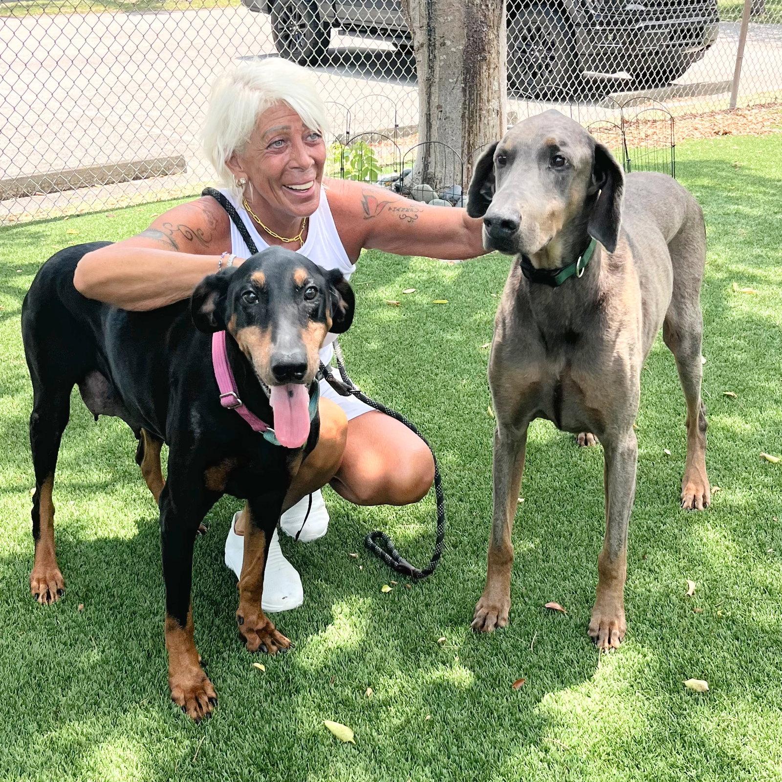 Enlarge Cleo 3587, a Adoptable Doberman Pinscher in Oakland Park, FL image 2/3