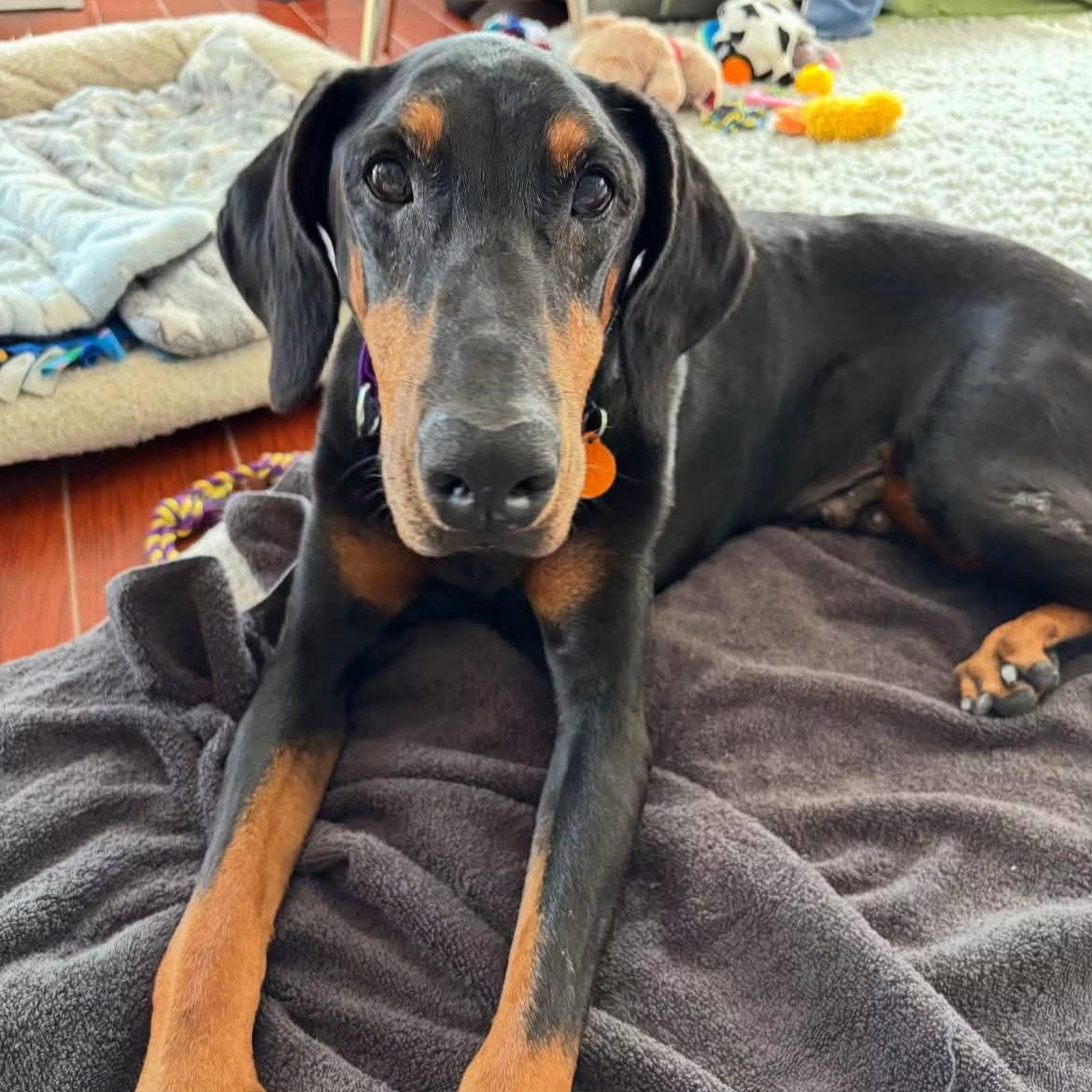 Cleo 3587, a Adoptable Doberman Pinscher in Oakland Park, FL image 3/3