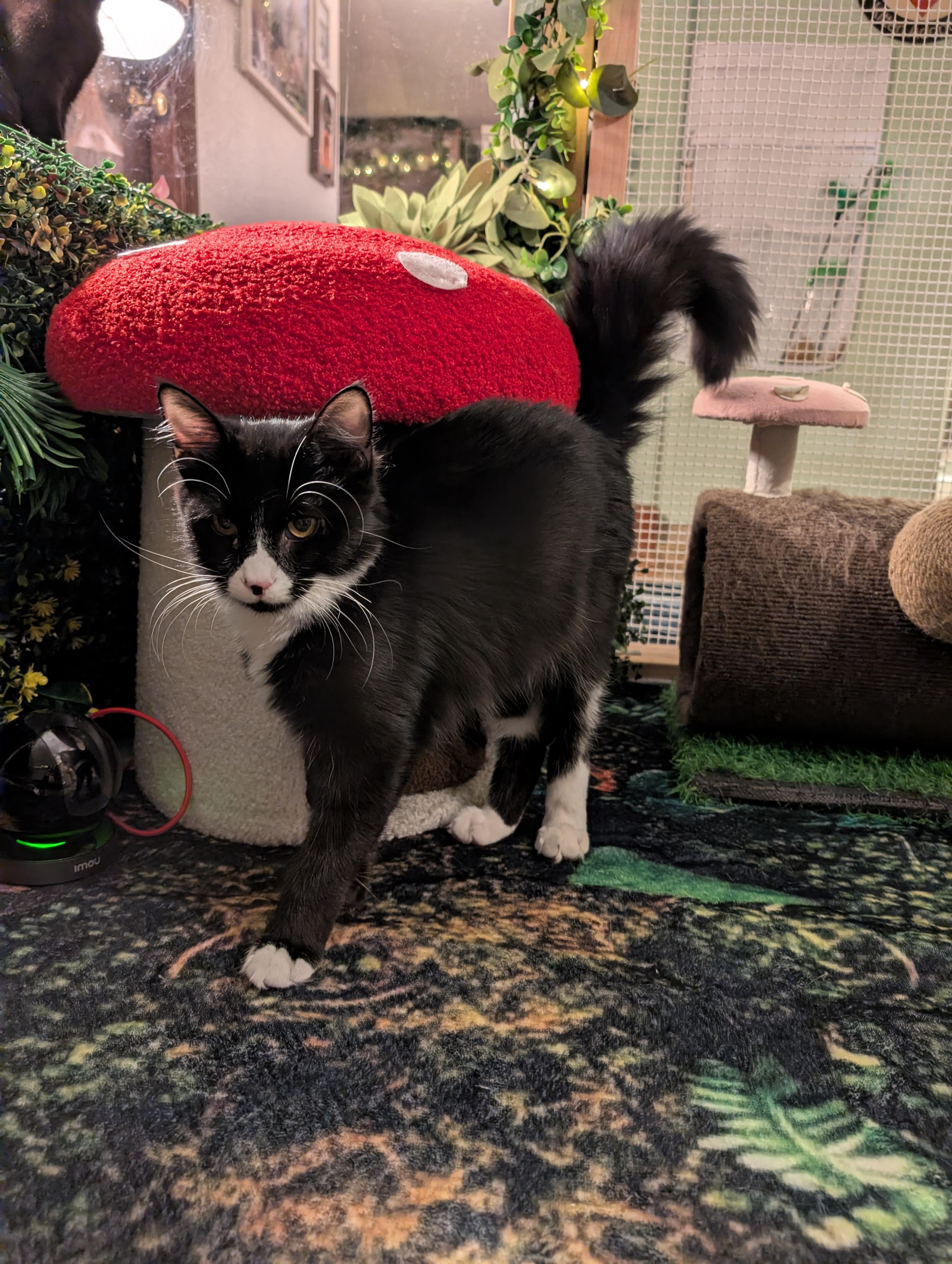 Enlarge Centaur, a Adoptable mixed breed in Beaverton, OR image 1/5