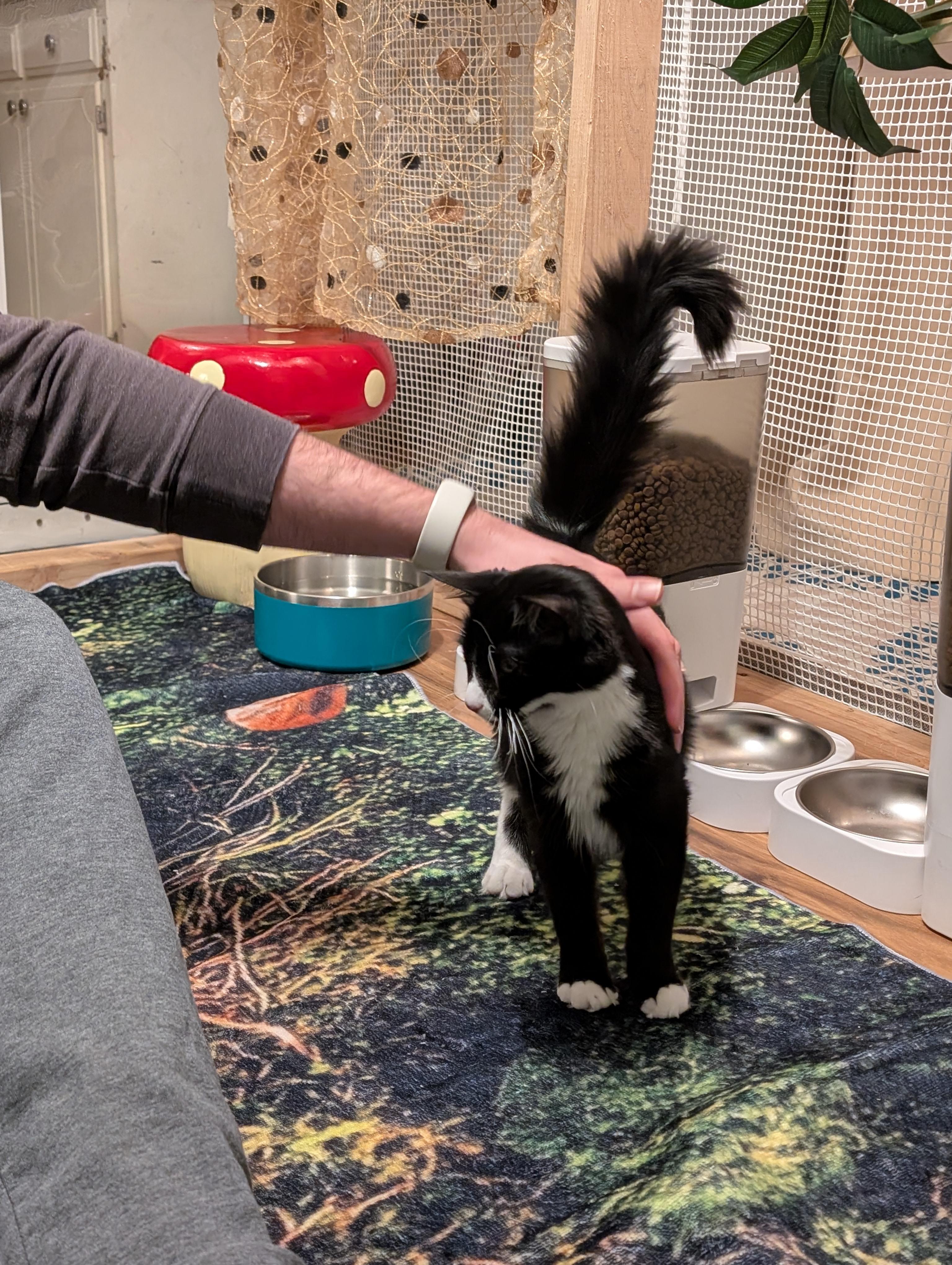 Enlarge Centaur, a Adoptable mixed breed in Beaverton, OR image 2/5