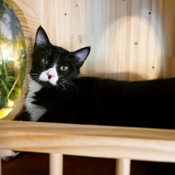 Centaur, Adoptable, Young Male Tuxedo & Domestic Long Hair.