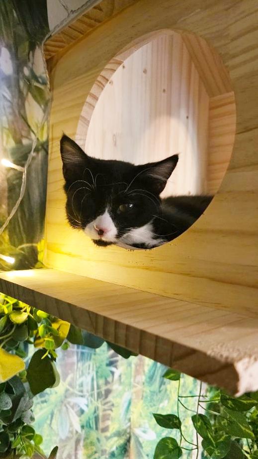 Enlarge Centaur, a Adoptable mixed breed in Beaverton, OR image 4/5