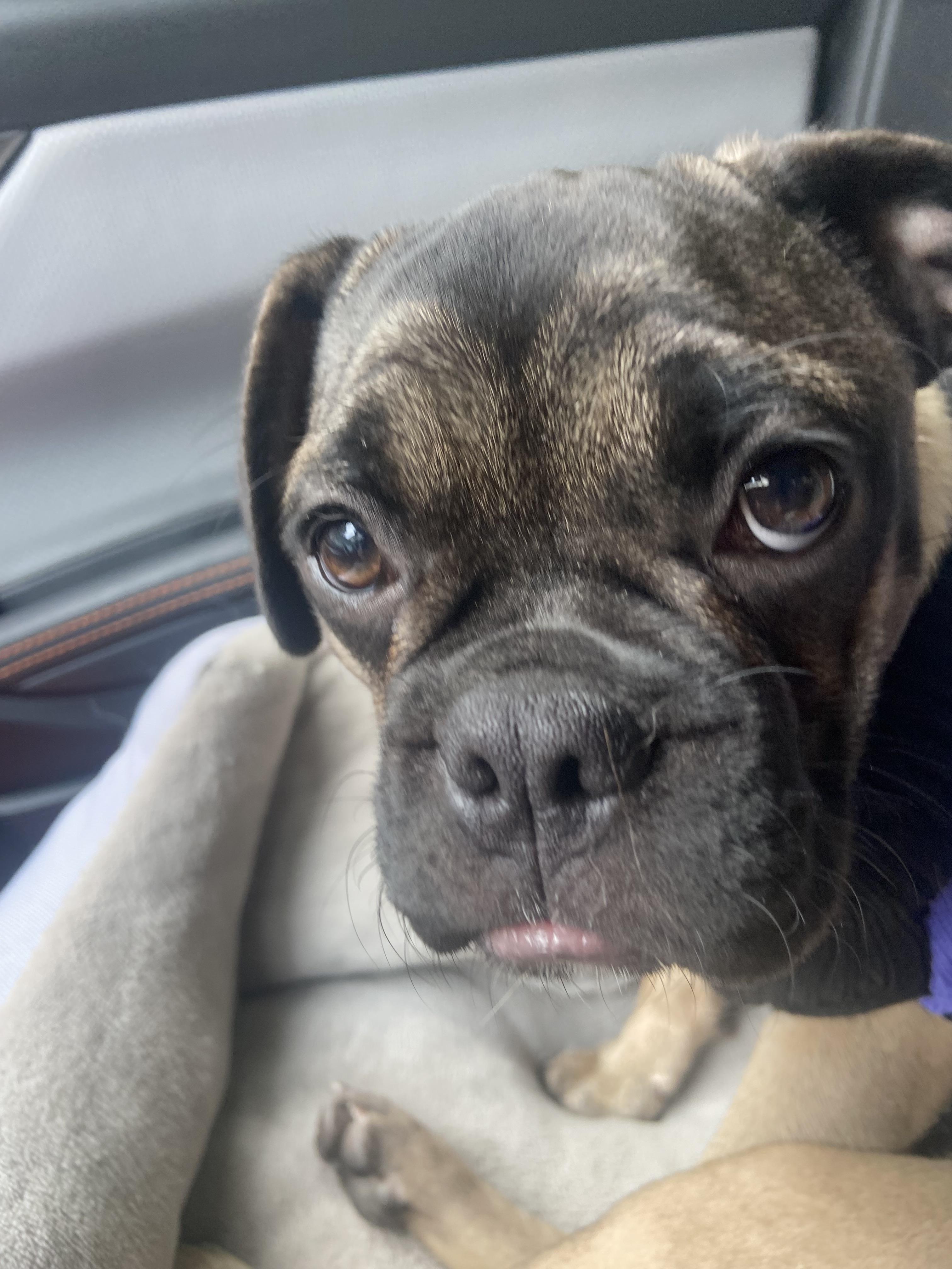 Chloe - 4mths old