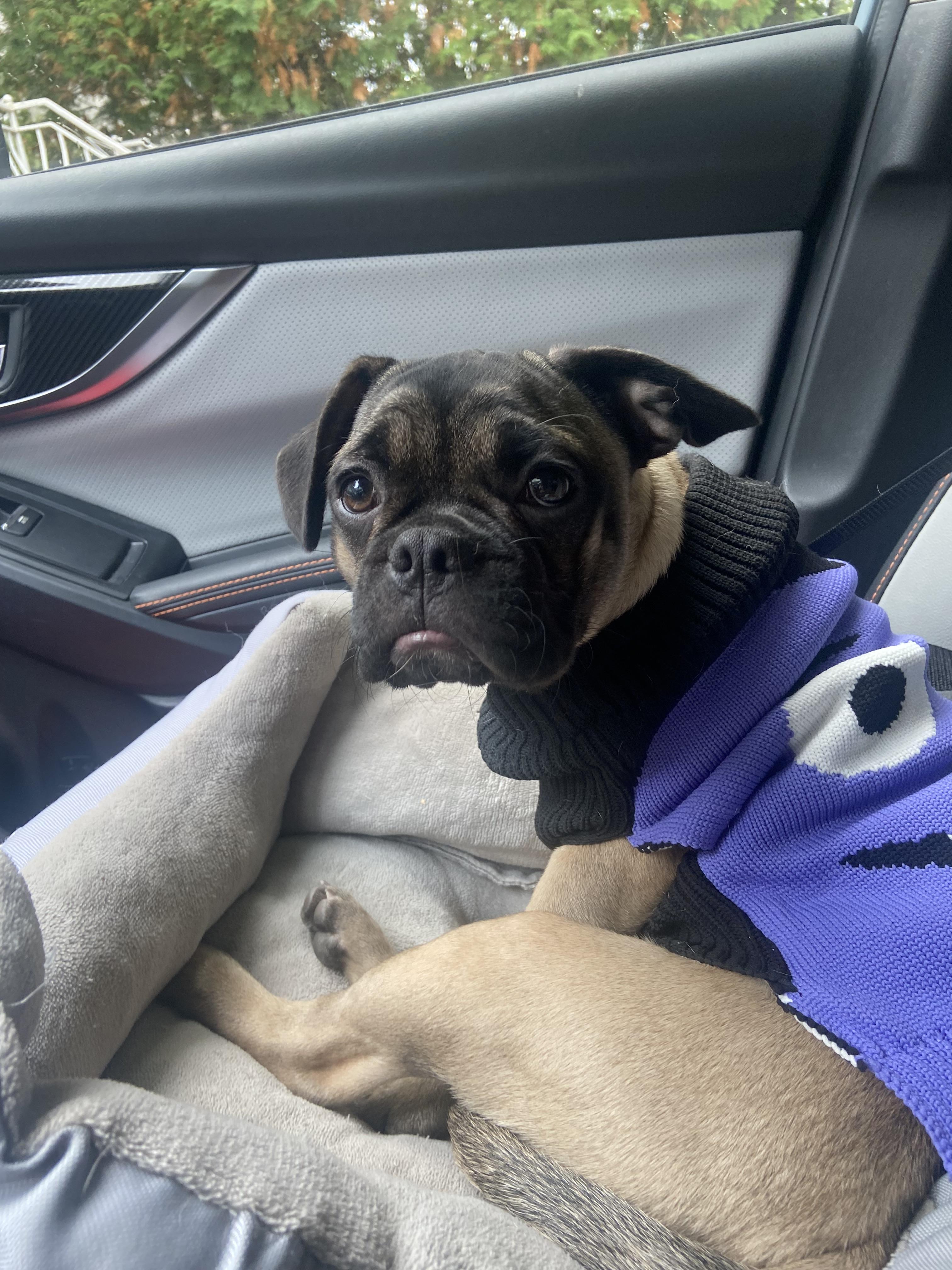 Chloe - 4mths old