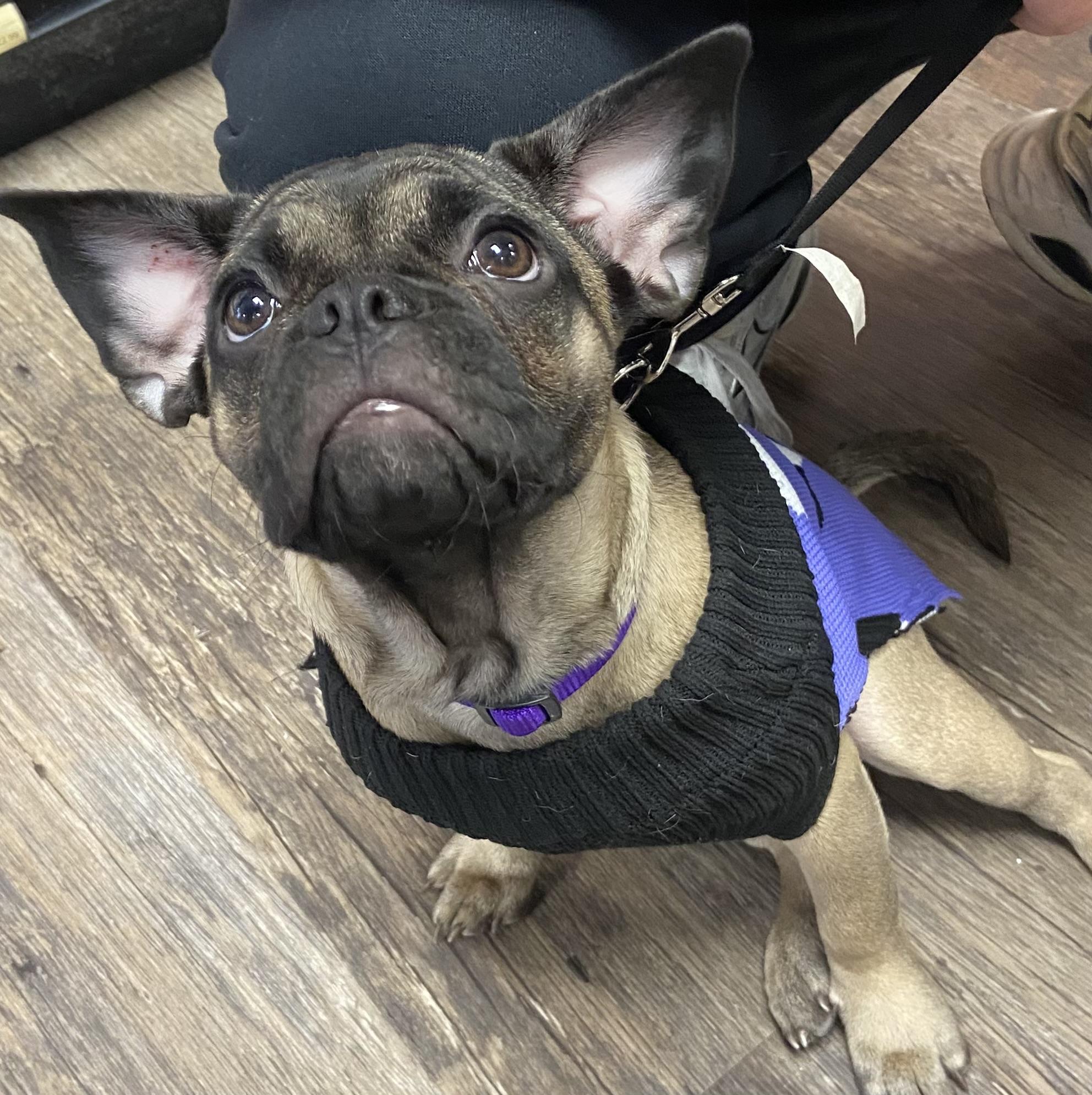 Chloe - 4mths old