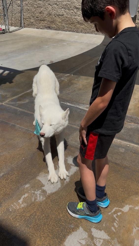Maverick, Adoptable, Adult Male Husky & Siberian Husky.