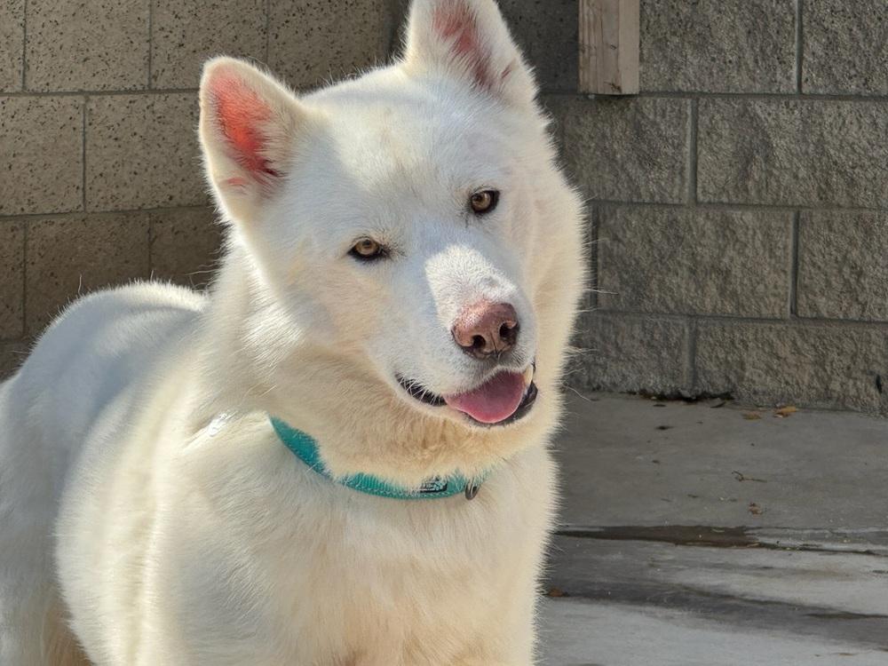 Maverick, a Adoptable mixed breed in los angeles, CA image 2/4
