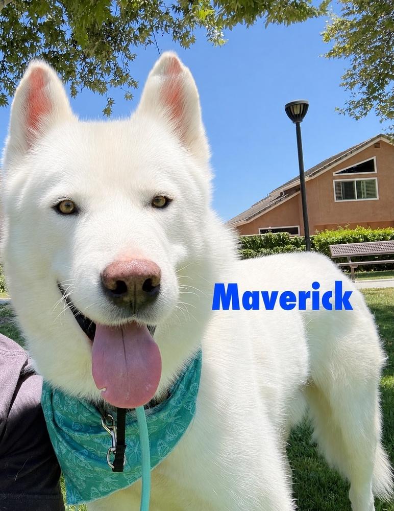 Maverick, a Adoptable mixed breed in los angeles, CA image 3/4
