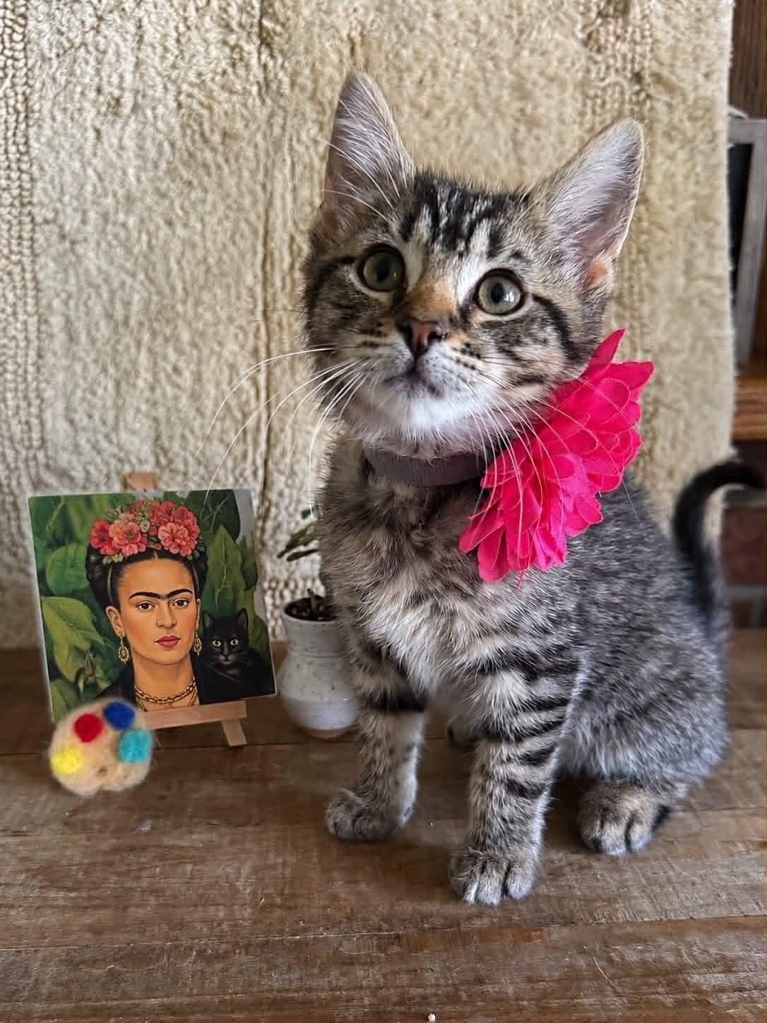 Enlarge Frida Kahlo, a Adopted Domestic Short Hair in Hagerstown, MD image 1/1