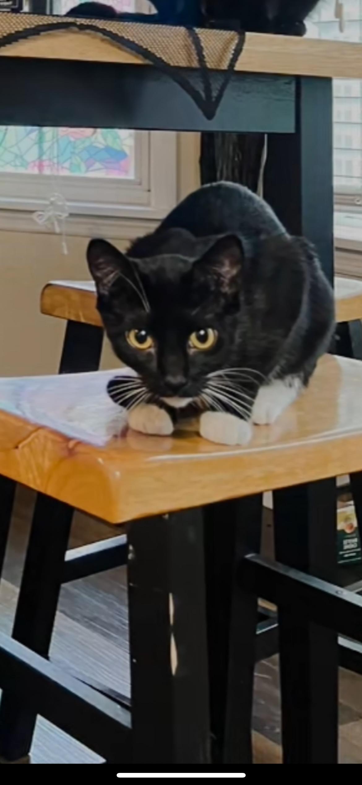 Enlarge Precious, a Adopted Domestic Short Hair in Toney, AL image 1/6