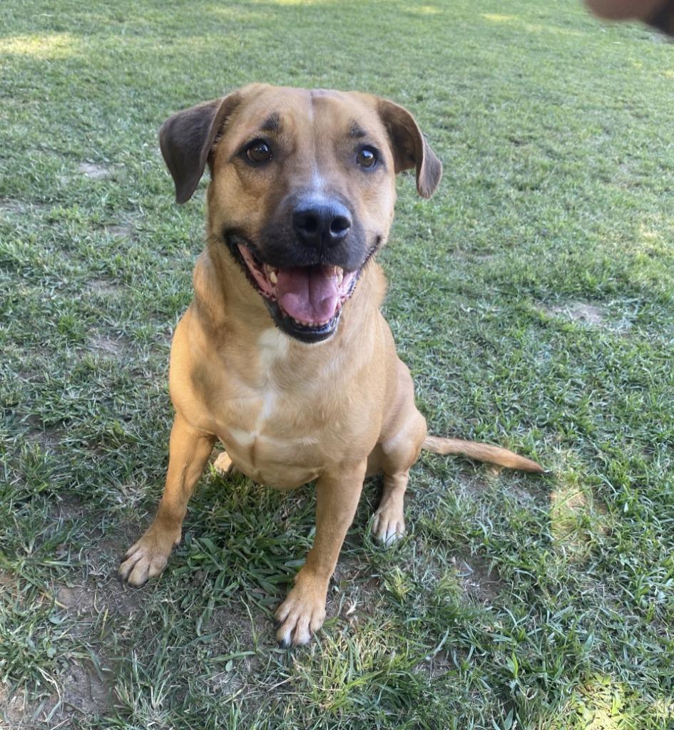 Enlarge Maggie (TIANA), a Adoptable mixed breed in Little Rock, AR image 1/4