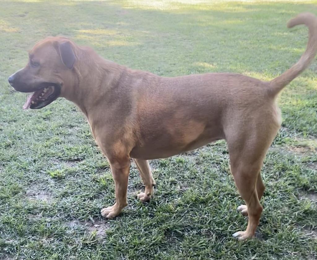 Enlarge Maggie (TIANA), a Adoptable mixed breed in Little Rock, AR image 2/4