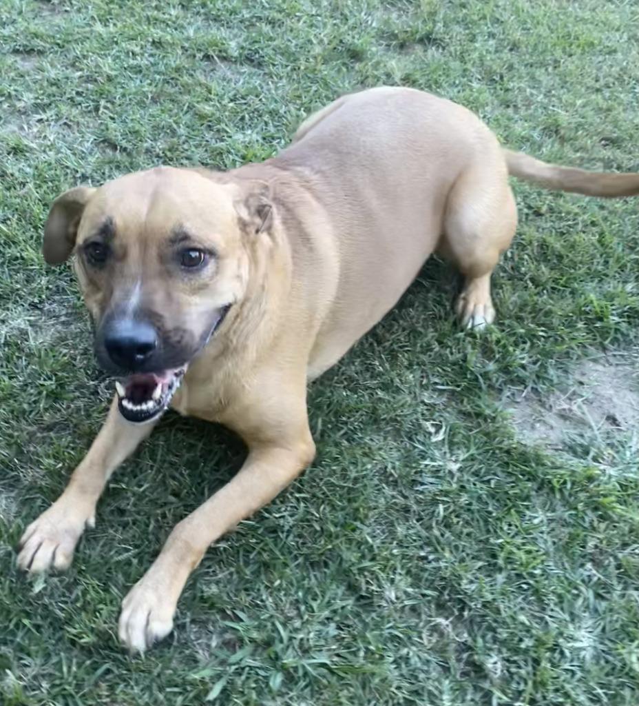 Enlarge Maggie (TIANA), a Adoptable mixed breed in Little Rock, AR image 3/4