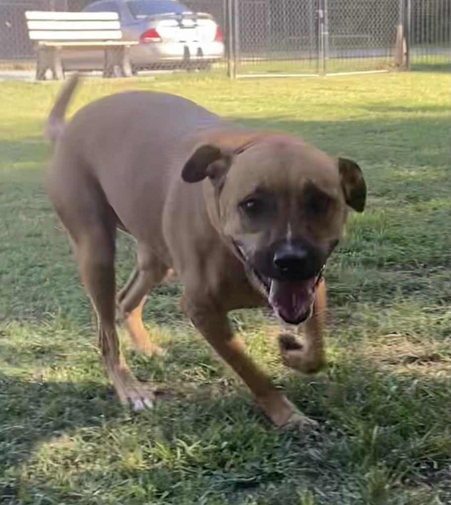 Enlarge Maggie (TIANA), a Adoptable mixed breed in Little Rock, AR image 4/4