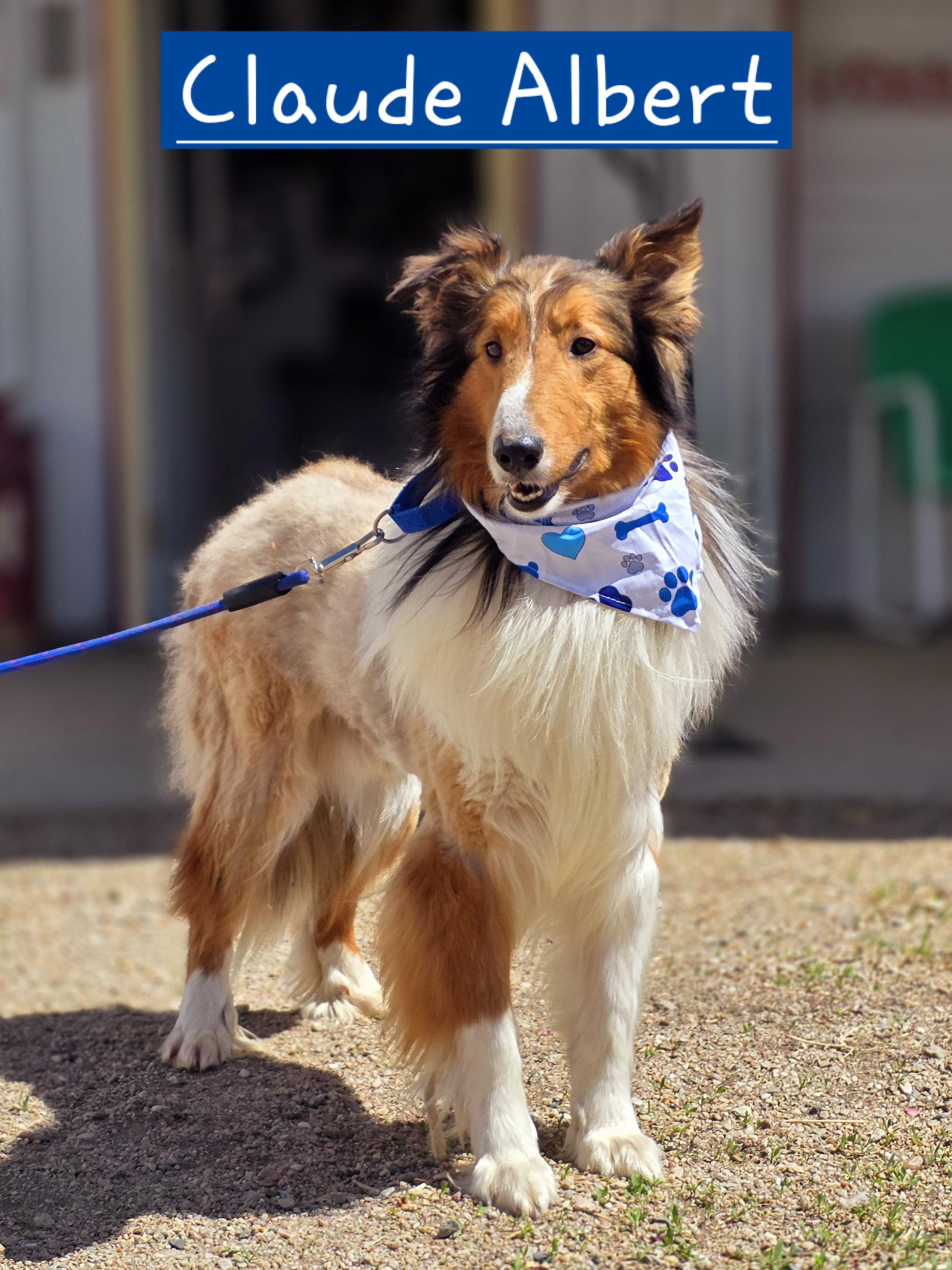 Enlarge Claude , an adopted Shetland Sheepdog / Sheltie in Walthill, NE image 1/1