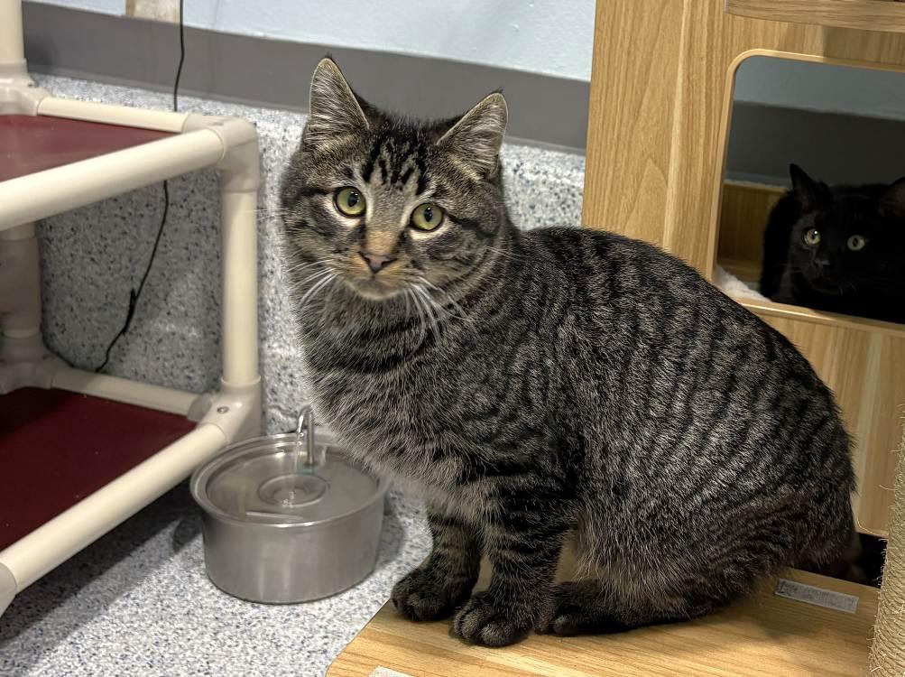 Enlarge Vereen, a Adoptable Domestic Medium Hair in Colorado Springs, CO image 1/3