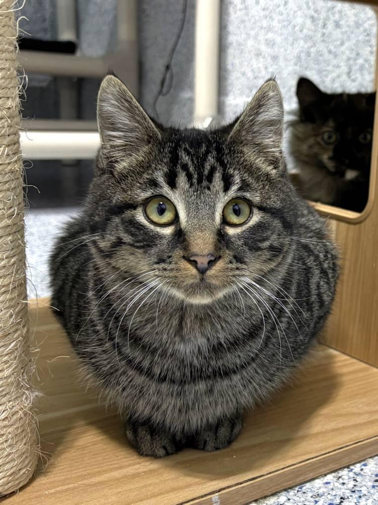 Enlarge Vereen, a Adoptable Domestic Medium Hair in Colorado Springs, CO image 2/3