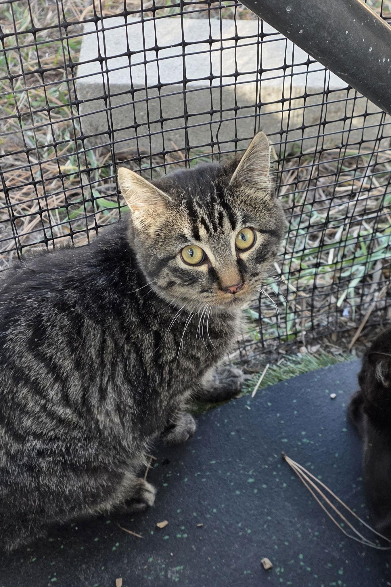 Enlarge Vereen, a Adoptable Domestic Medium Hair in Colorado Springs, CO image 3/3